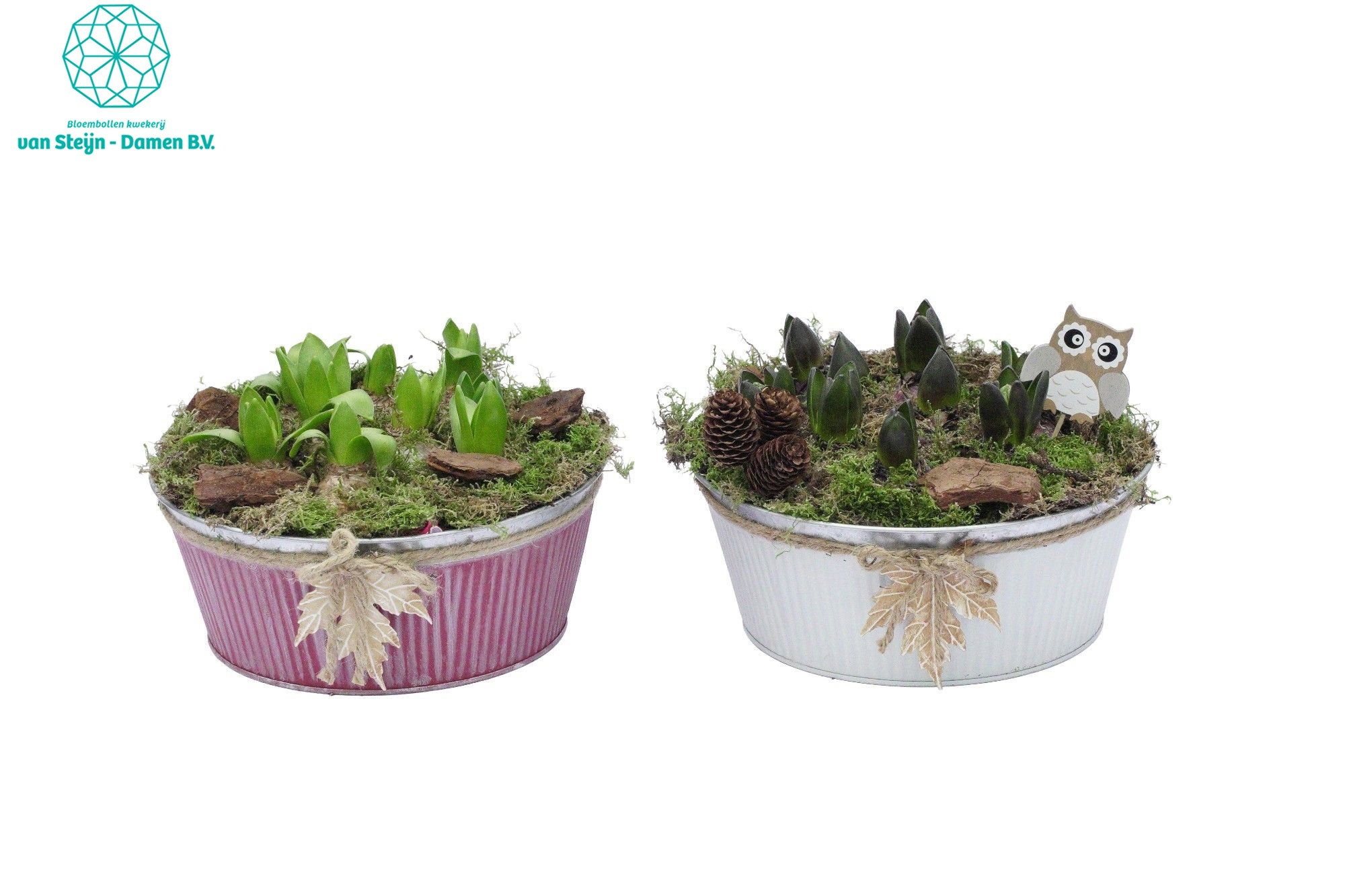 Hyacinthus 'Round Zink Fall', D 25