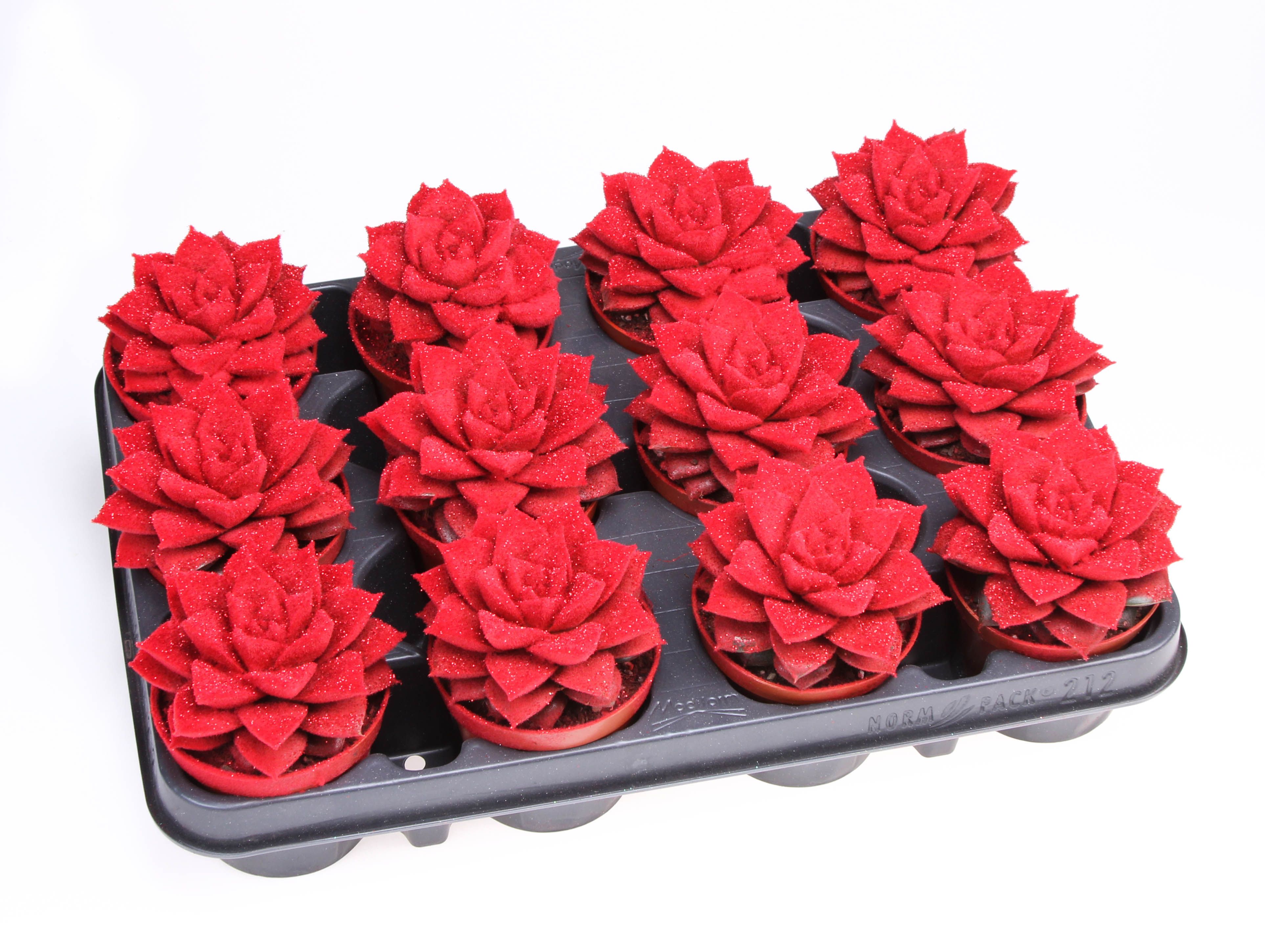 Velvet Purper rood+glitter, D 8,5