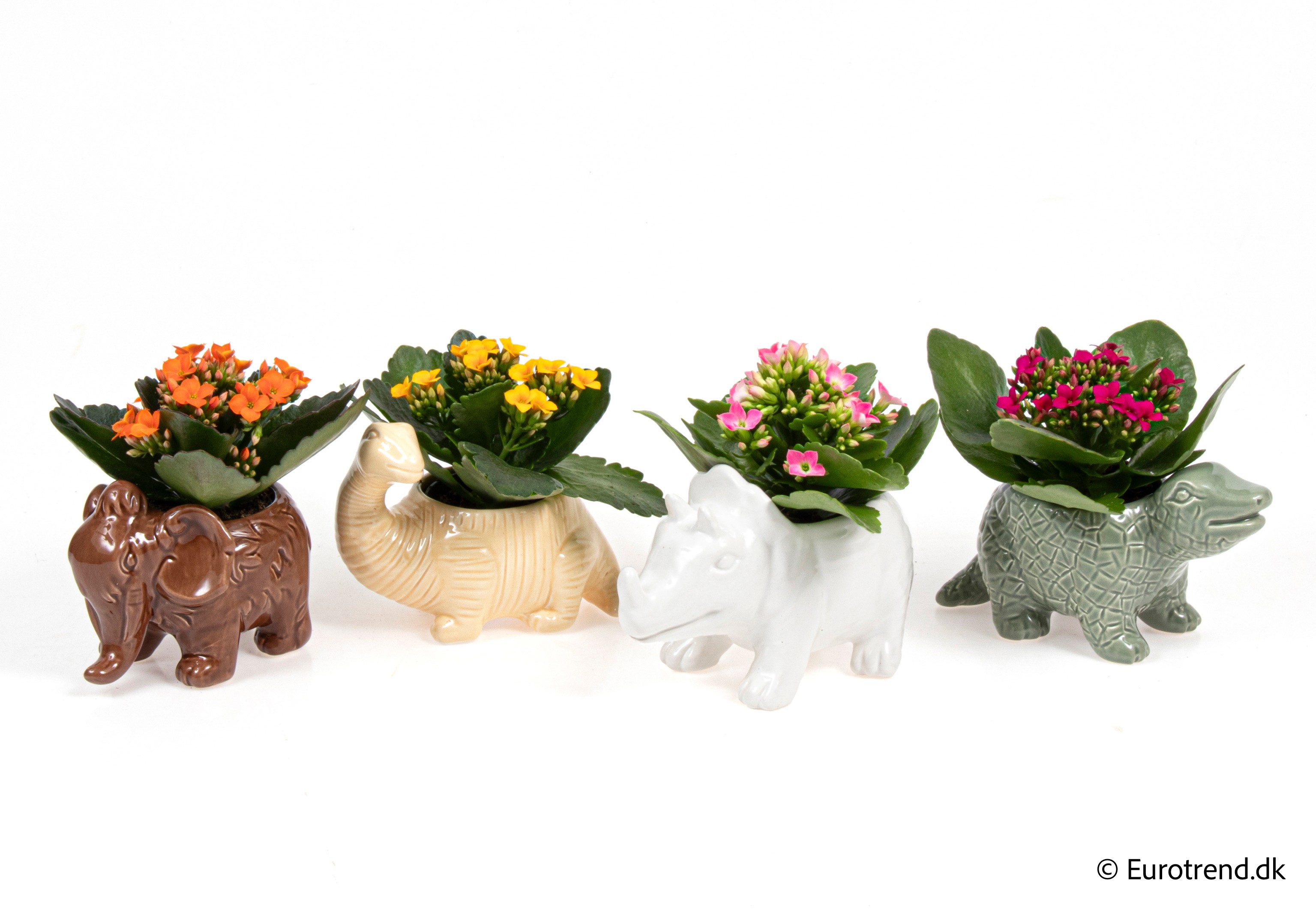 Kalanchoe in New Look ceramic 2026, D 6