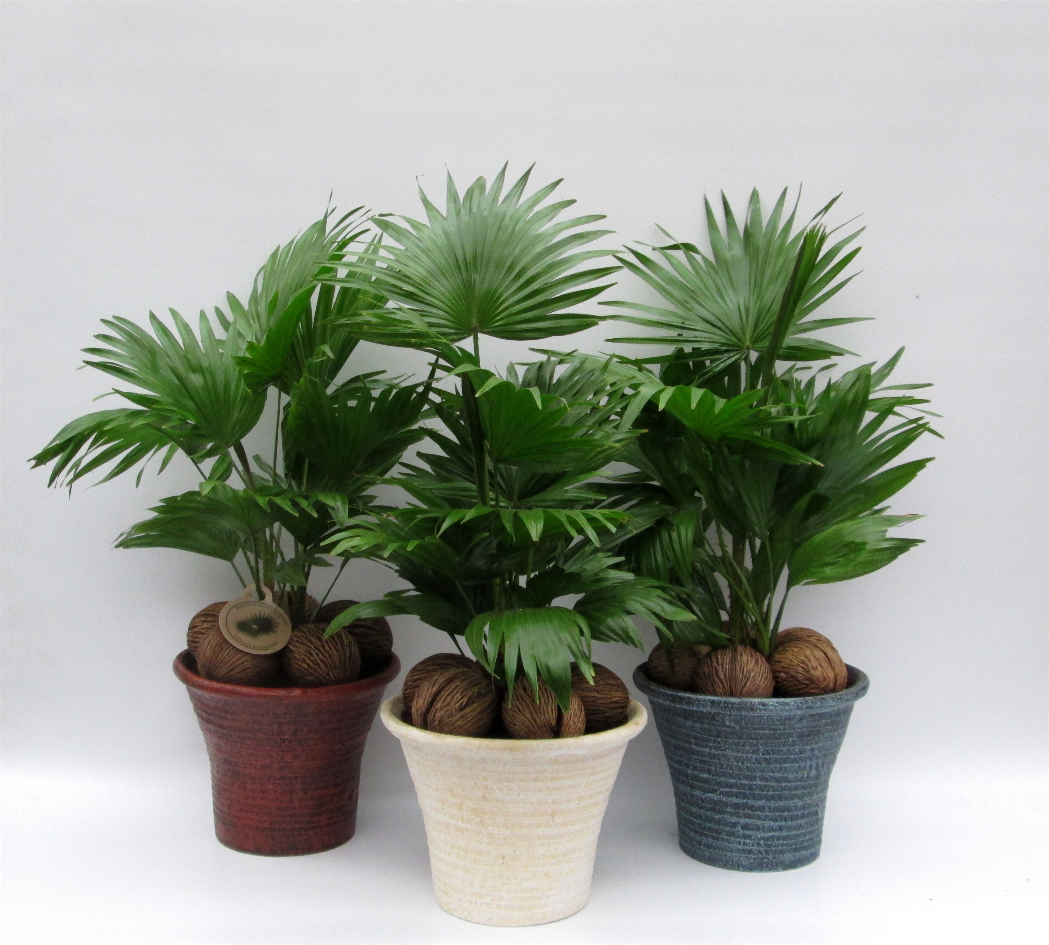 Livistona rotundifolia, D 23