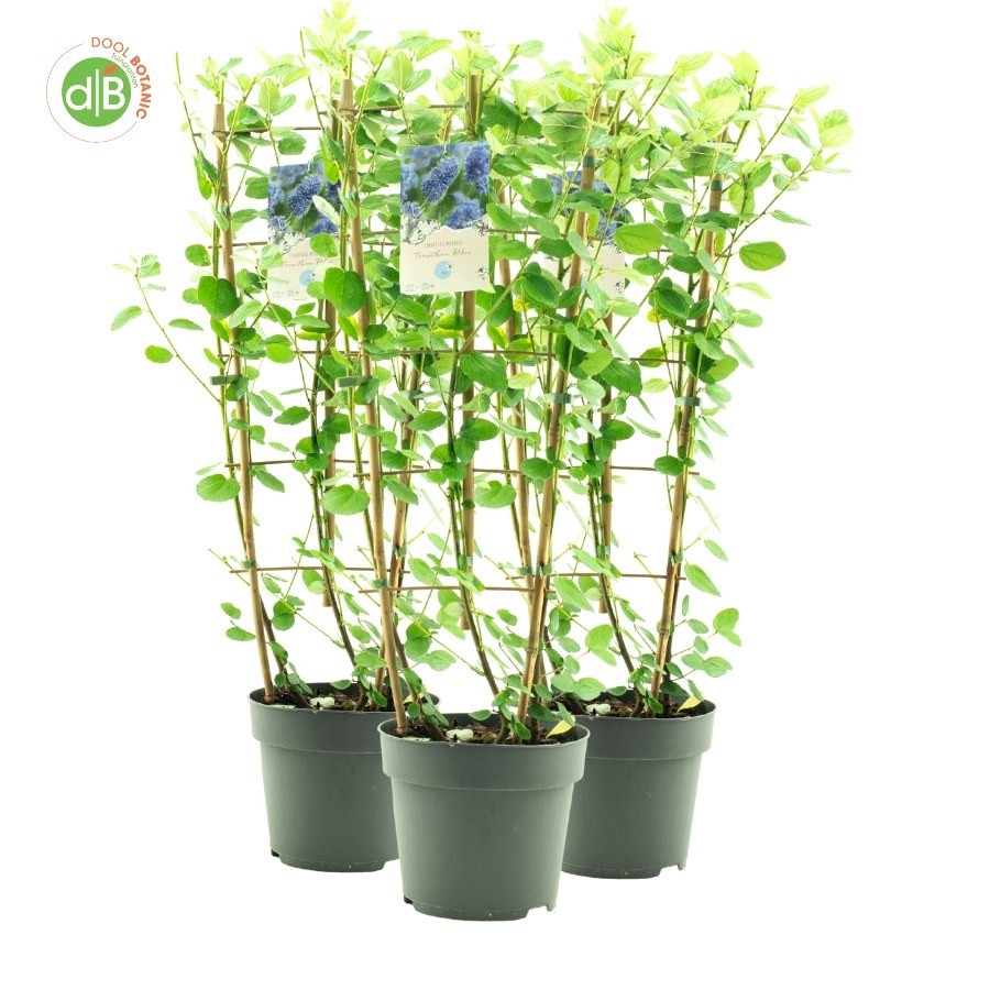 Ceanothus arb. 'Trewithen Blue', D 26