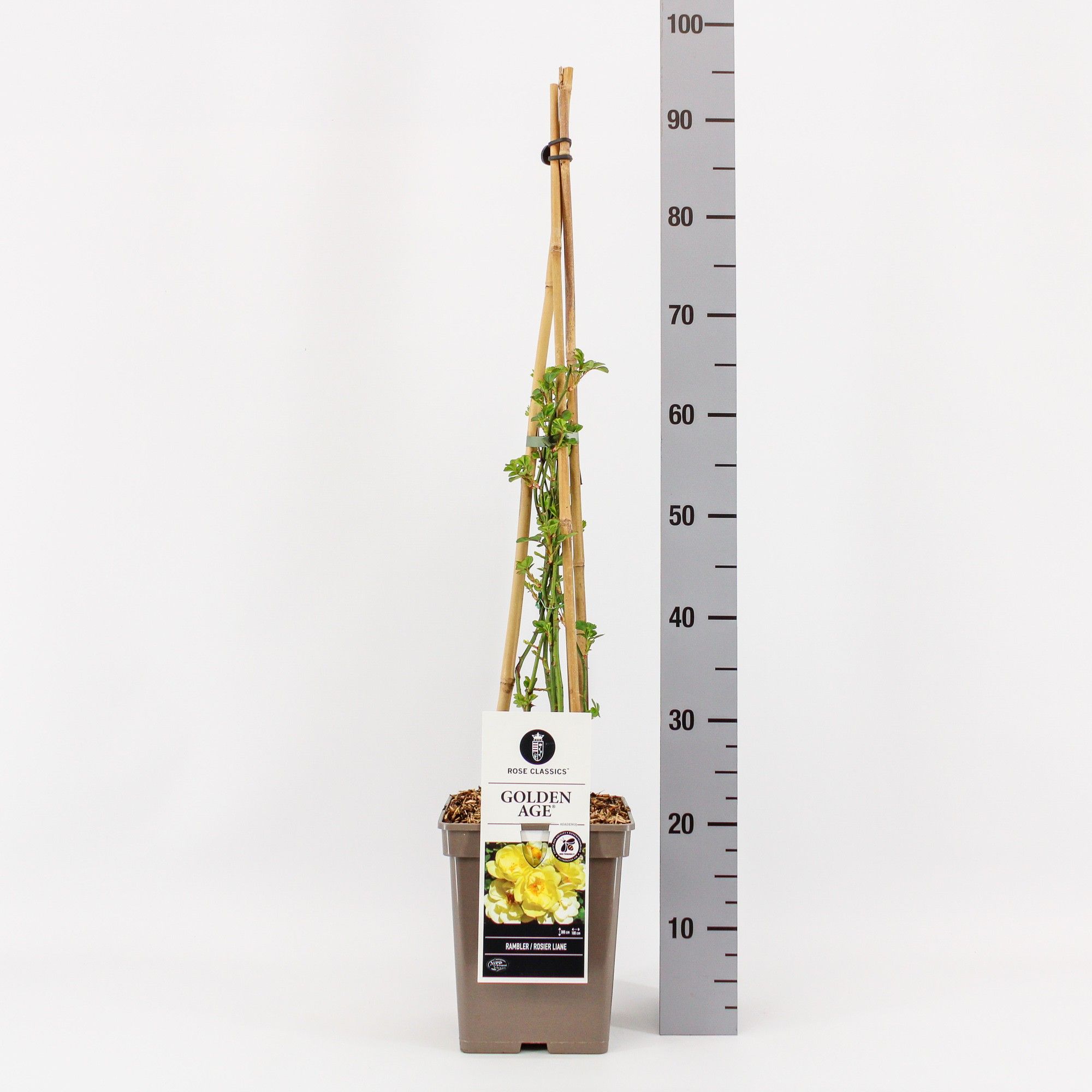 Rosa Rambler Golden Age ®, C5, 4 stok 90cm, D 23