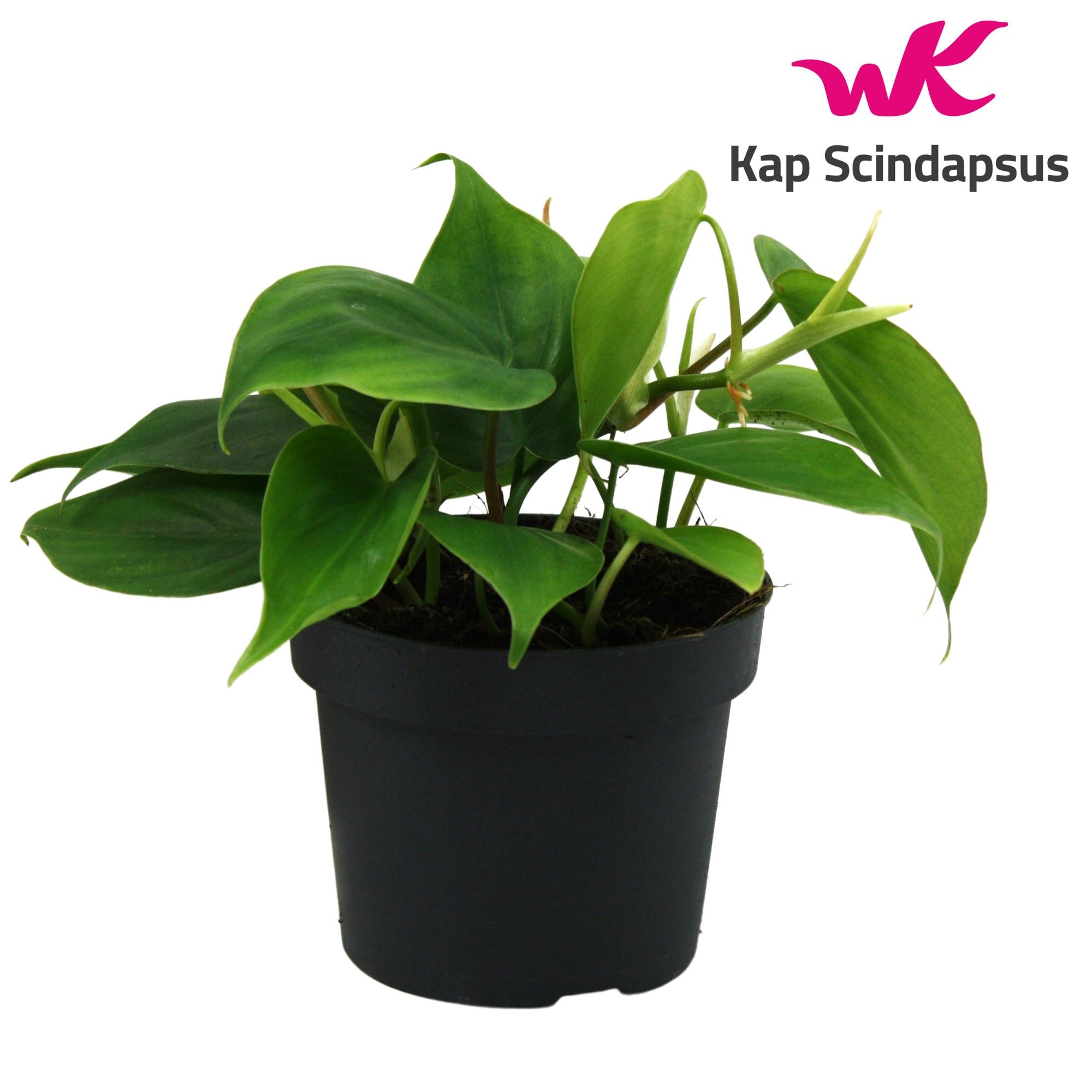 Philondendron Scandens, D 12
