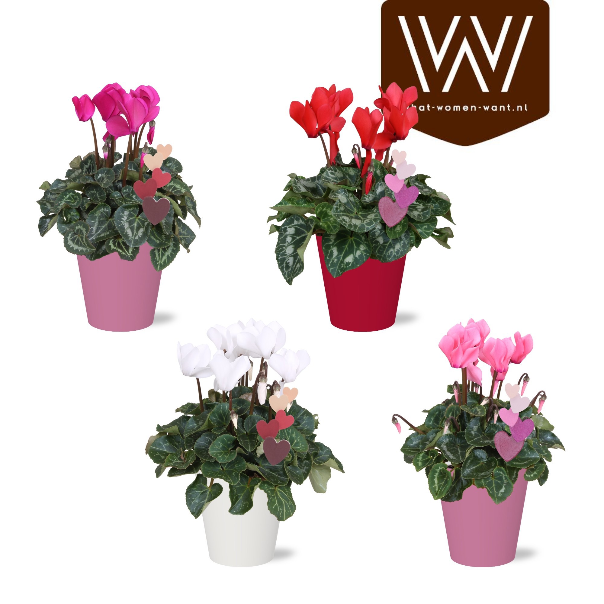Cyclamen in gekleurd Lotte Smartcup met hartsteker, D 14