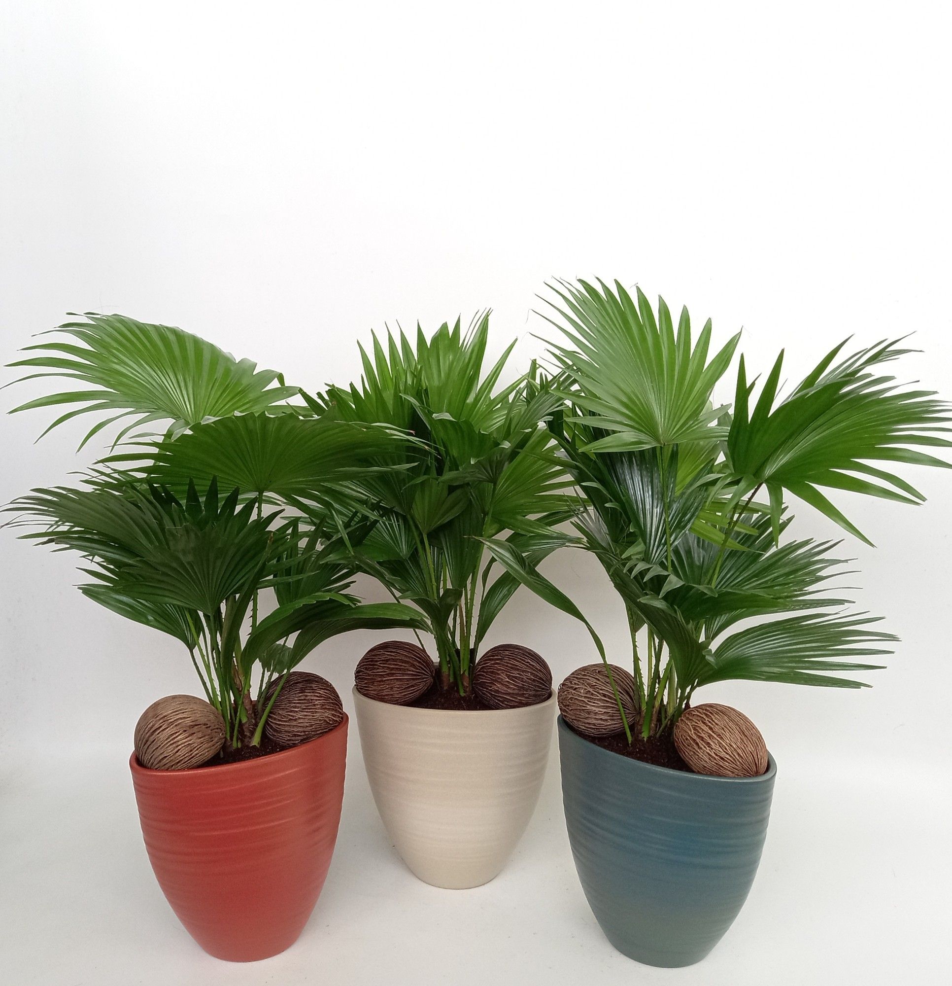 Livistona in Avani Pearl mix kleuren met kadulnoten, D 22