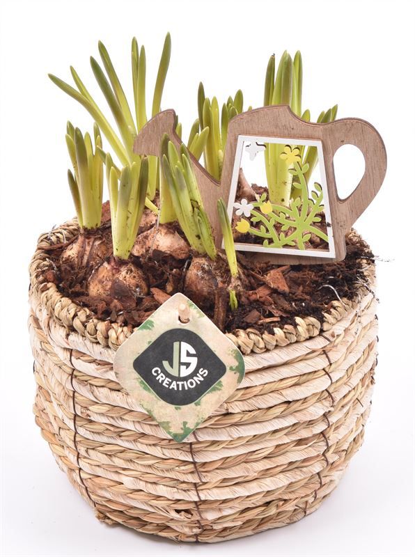 Mais mand 16cm, D 16