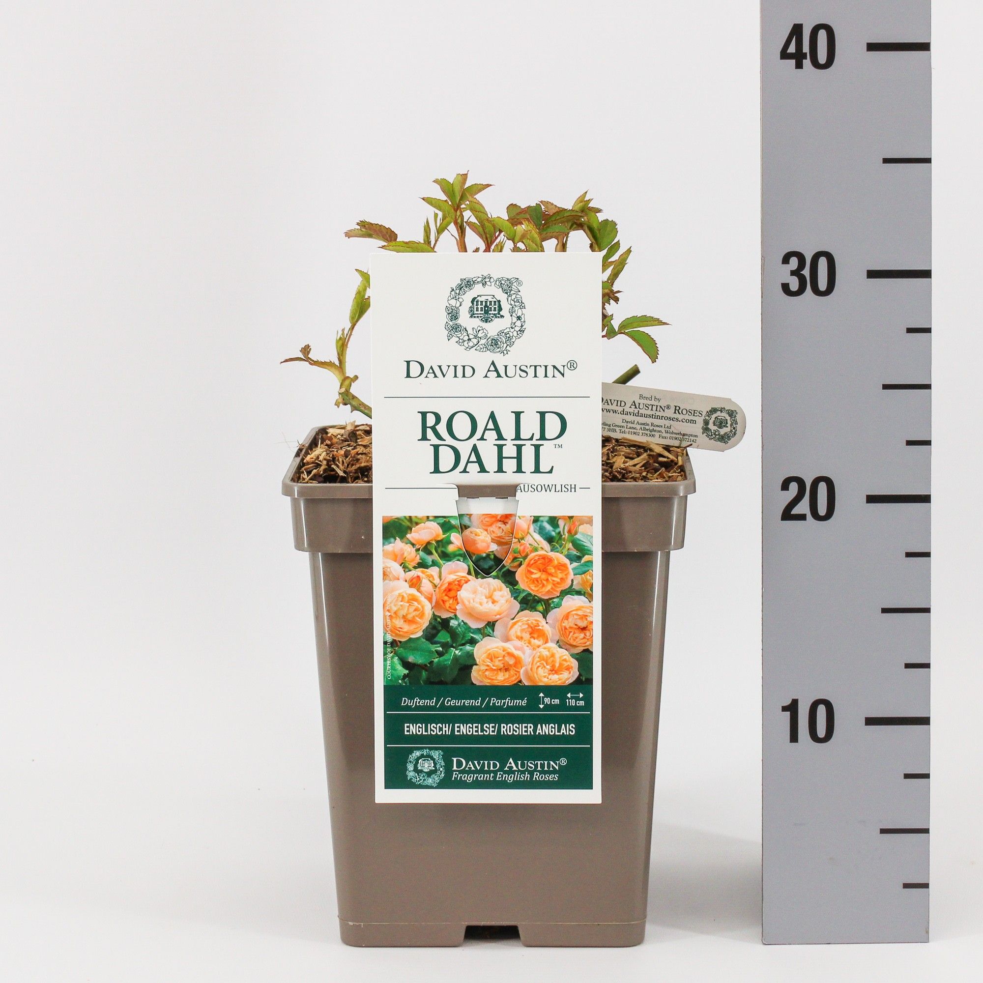 Rosa (Aus) Roald Dahl ®, C5, D 23