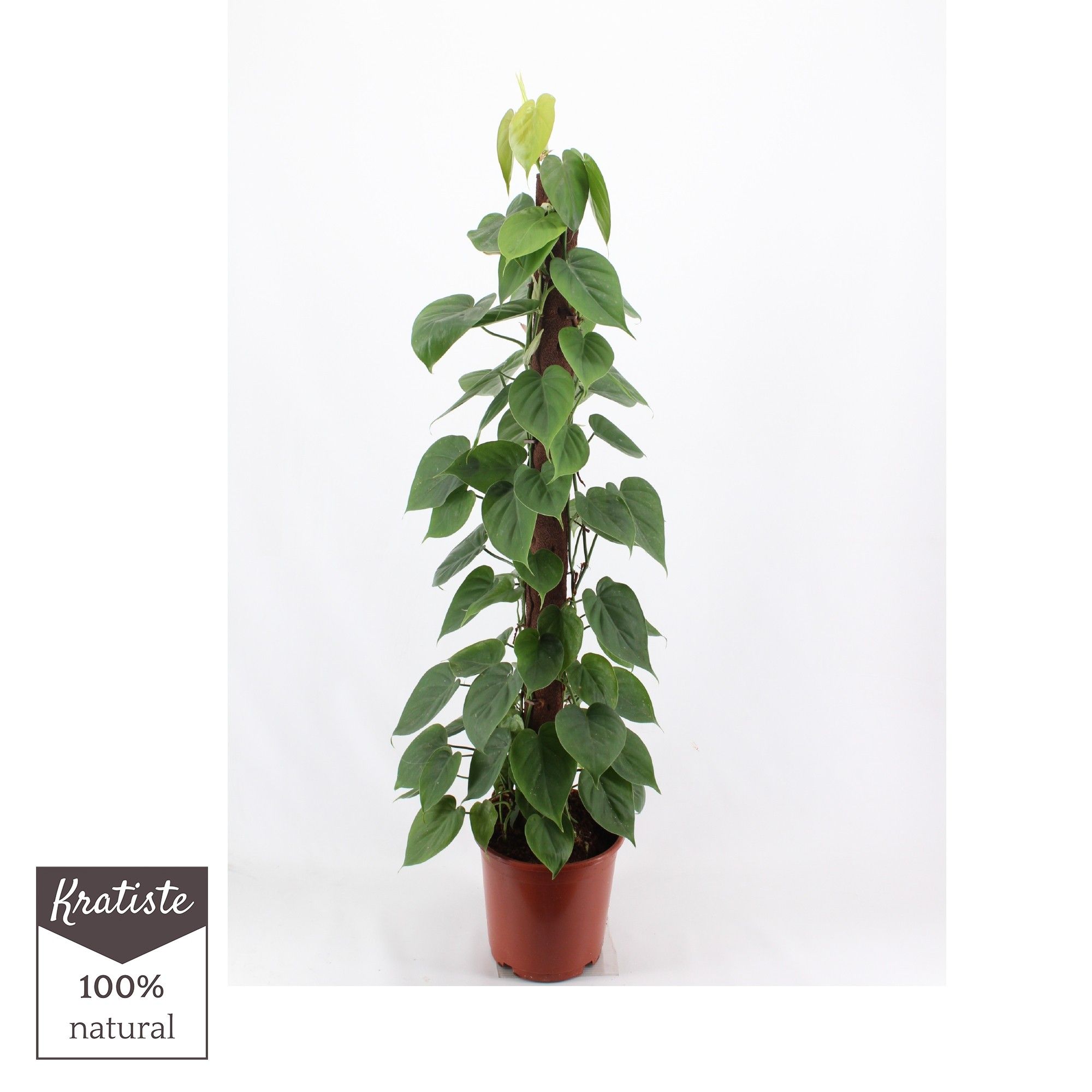 philodendron scandens 120 Kratiste klimstok, D 24
