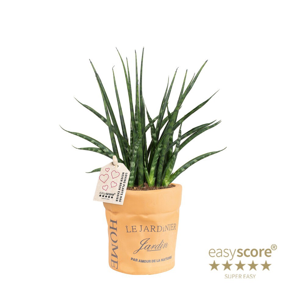 SANSEVIERIA PARVA 40932507 Ceramic Bag Fernwood, D 10
