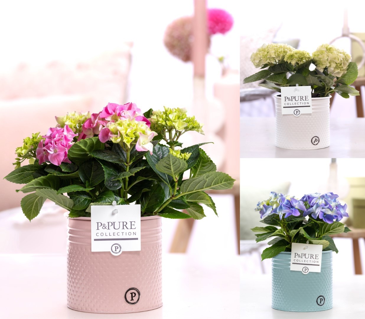 Hydrangea mix in P&PURE zinc pot Louise 4 ass. 3, D 10