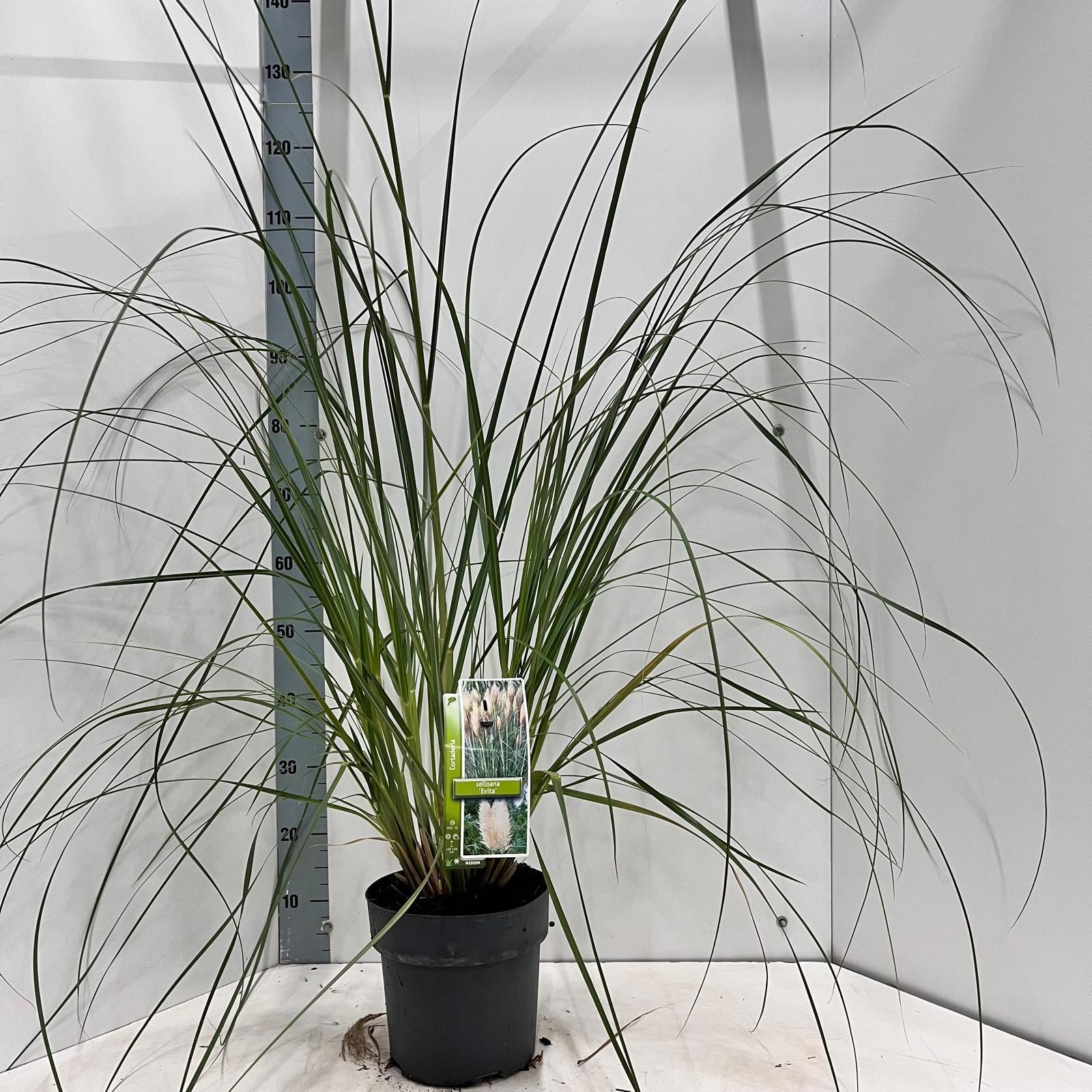 Cortaderia selloana 'Evita', D 23