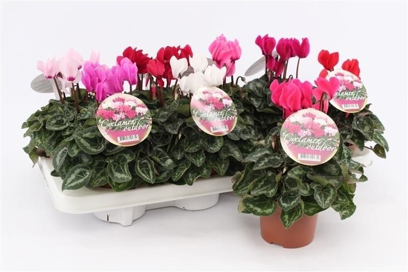 Cyclamen Garden Green Leaf, D 10,5
