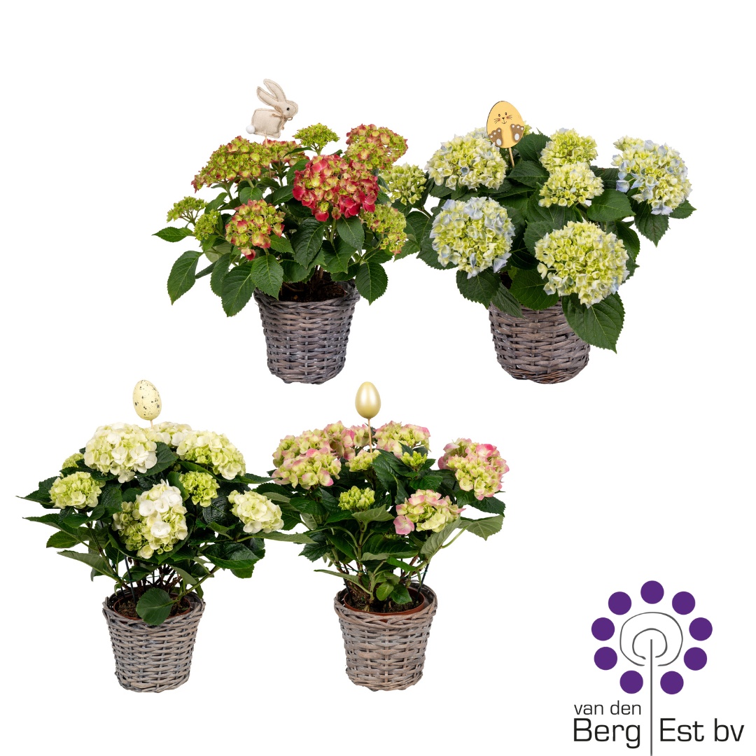Hydrangea mix 5/8 in rieten mand met paassteker, D 14