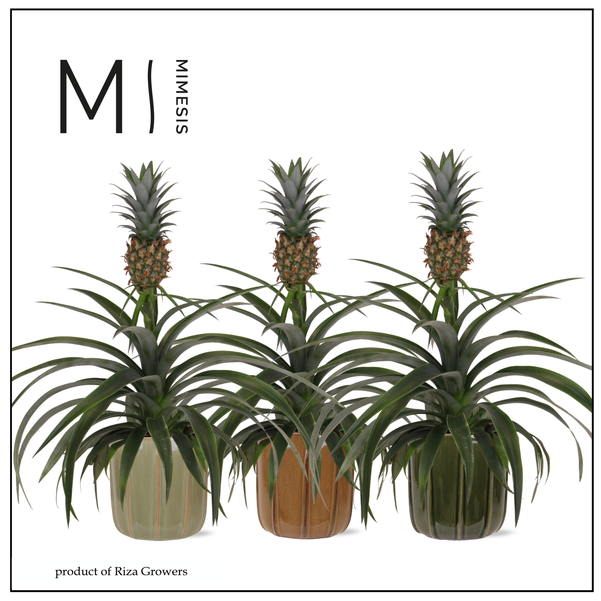 Ananas Mi Amigo - 12cm in Peru | Mimesis, D 12