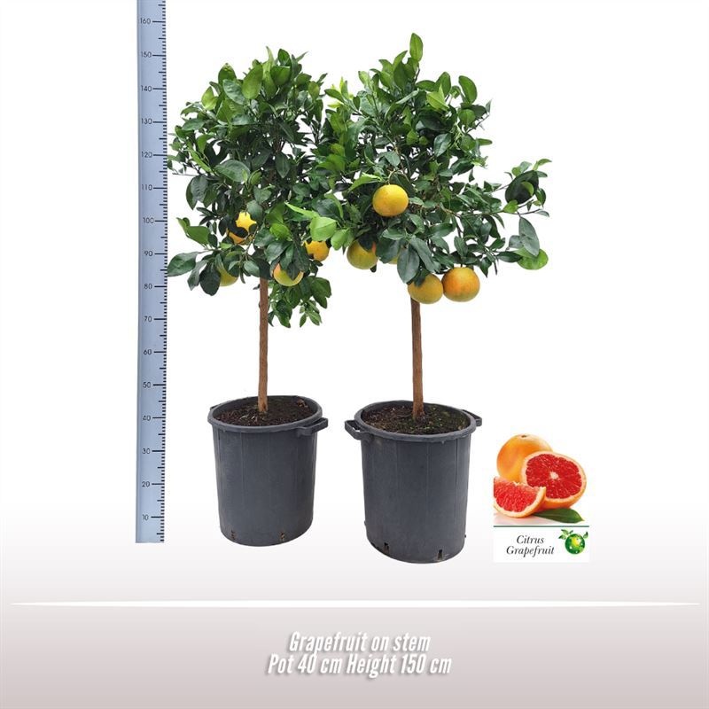 Grapefruit op stam, D 40
