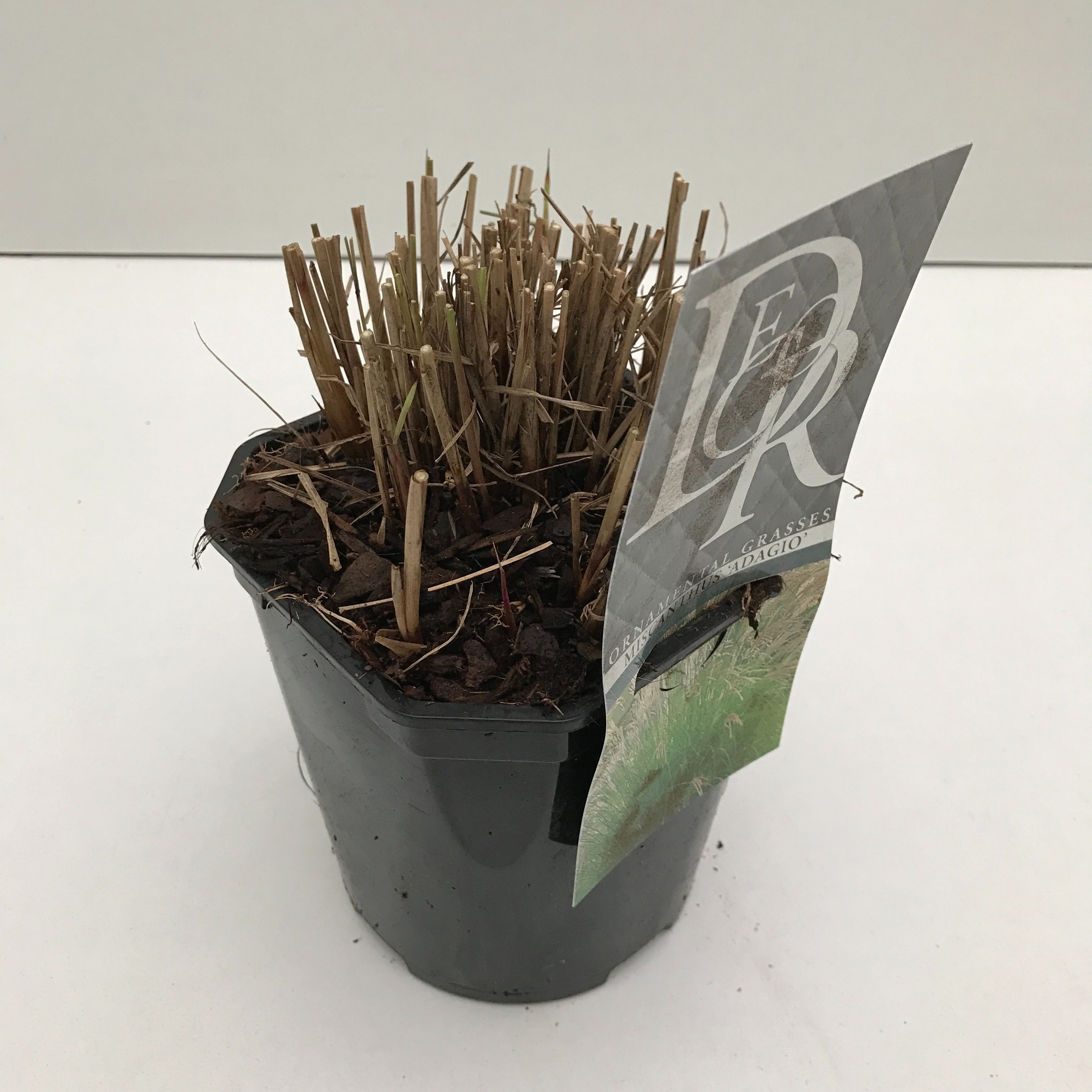 Miscanthus 'Adagio', D 17