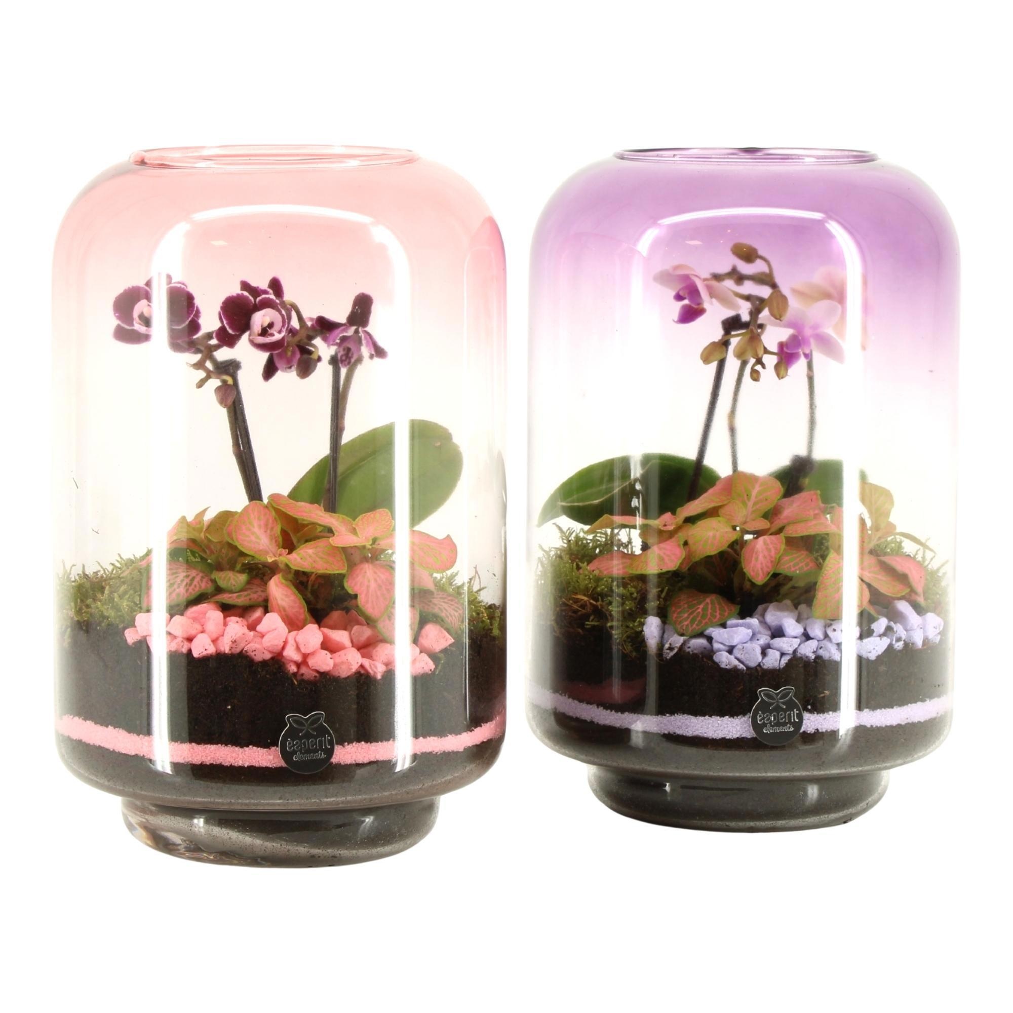 22017: Lovess arrangement, D 17