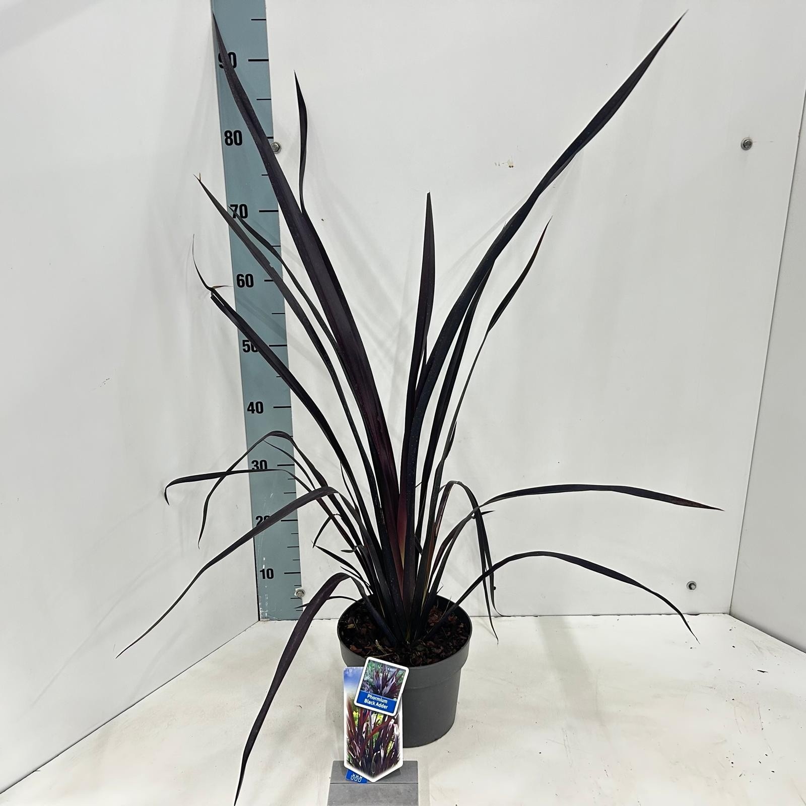 Phormium cookianum 'Black Adder' PBR EU25772, D 19