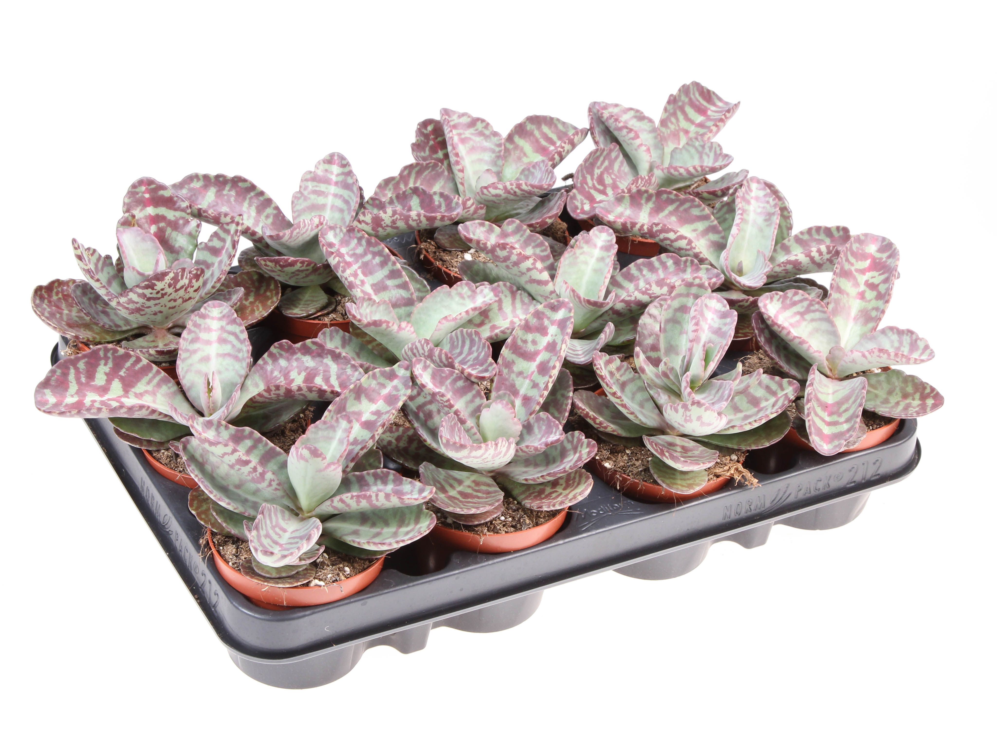 Kalanachoe humilis zebra, D 8,5