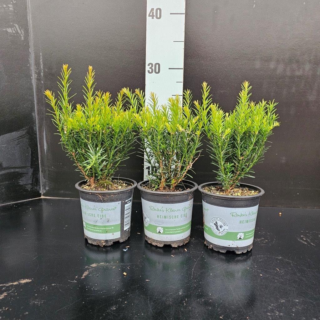 Taxus baccata 'Renke's Kleiner Grüner', D 10