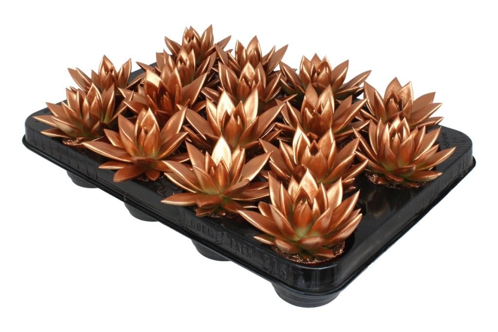 Miranda coloured metal free bronze, D 6