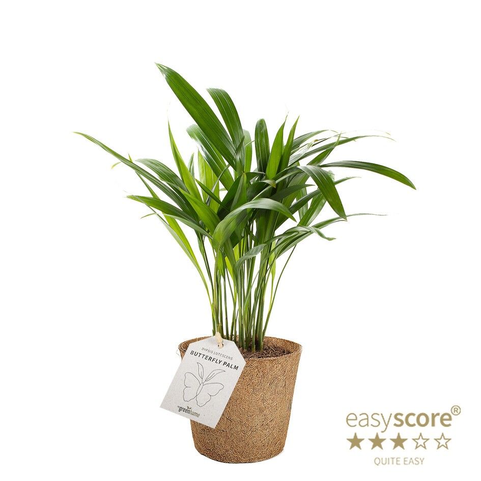 Dypsis lutescens - COCOZ, D 11