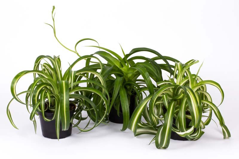 Chlorophytum mix, D 12