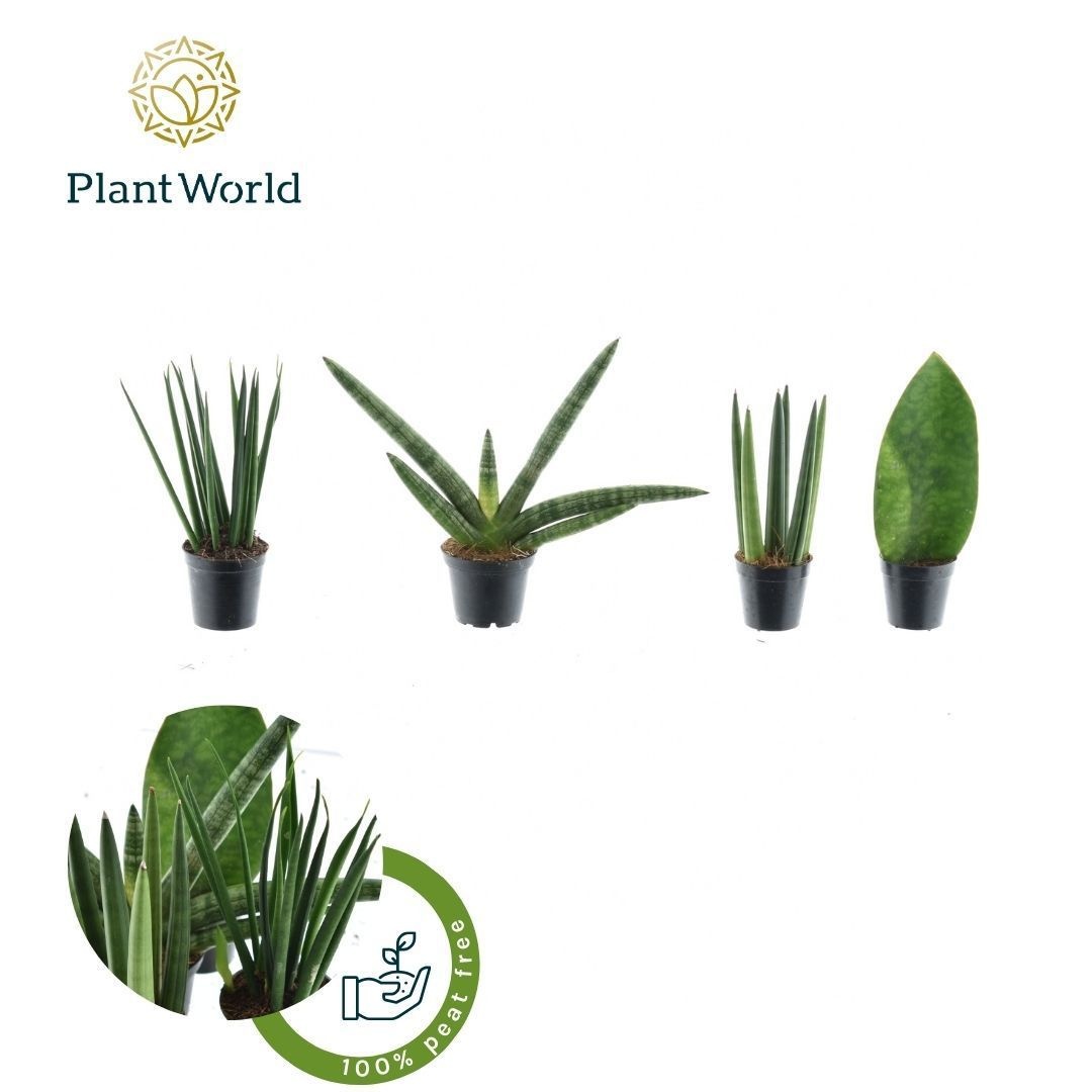 Sansevieria mix Karakum P5,5, D 5,5