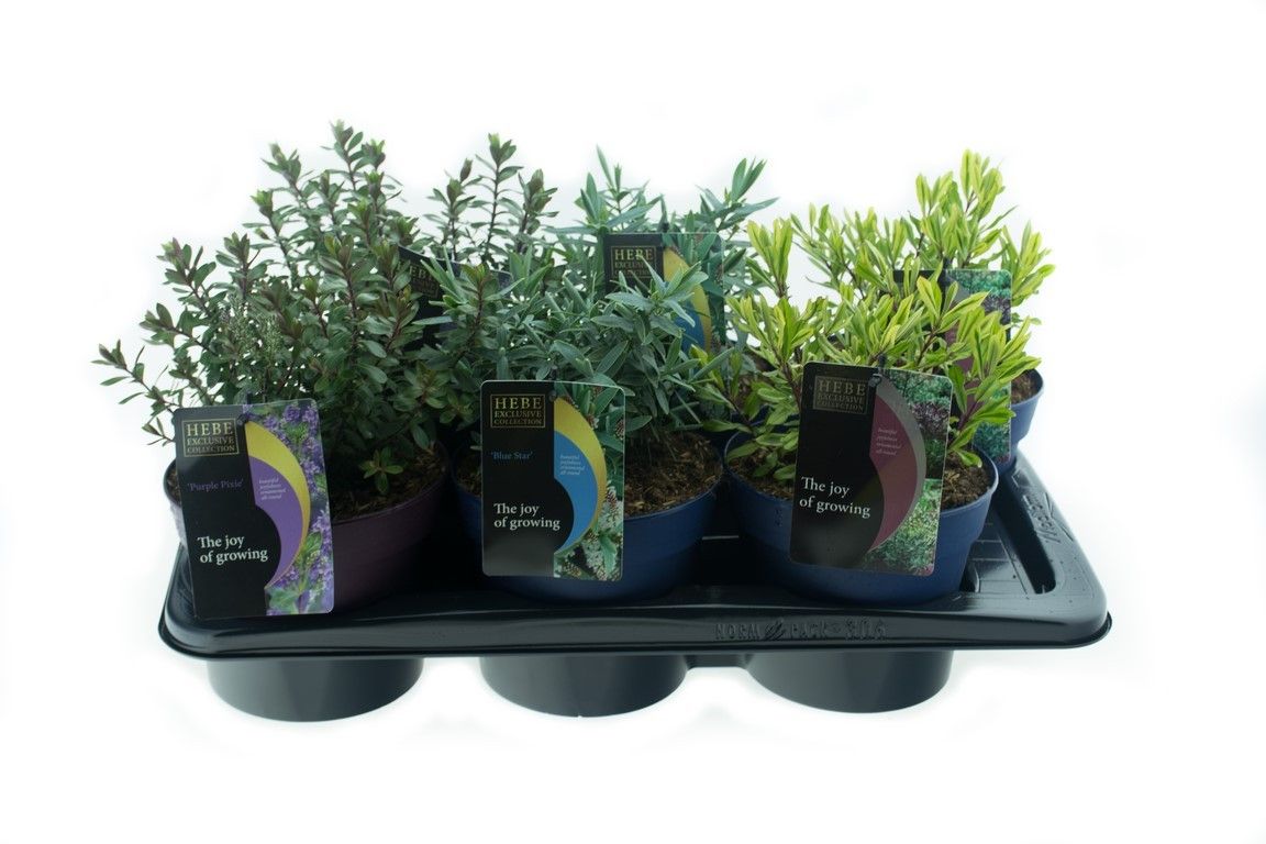 Hebe Exclusive Collection, D 17