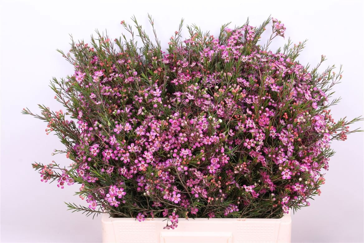 Шамелациум Перпл Прайд 60, шт.