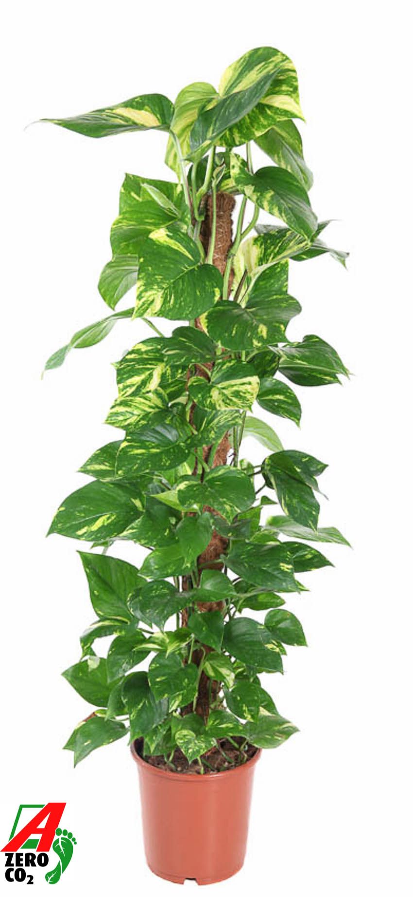 Epipremnum Pinnatum P24, D 24