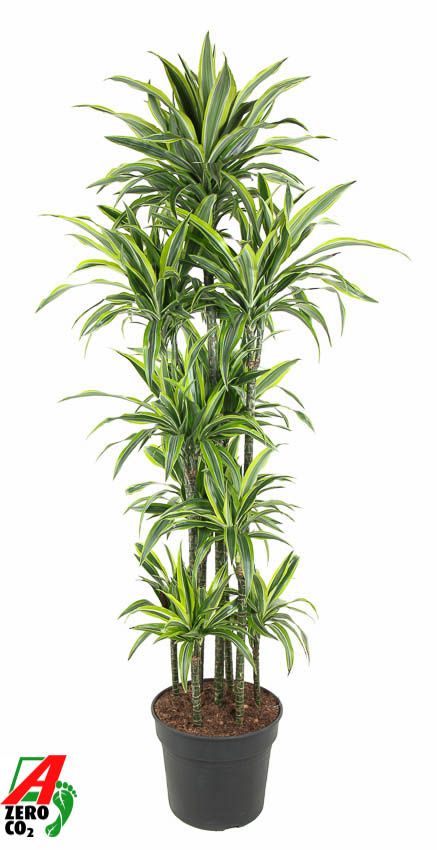 Dracaena Lemon Lime 150-carrousel, D 40