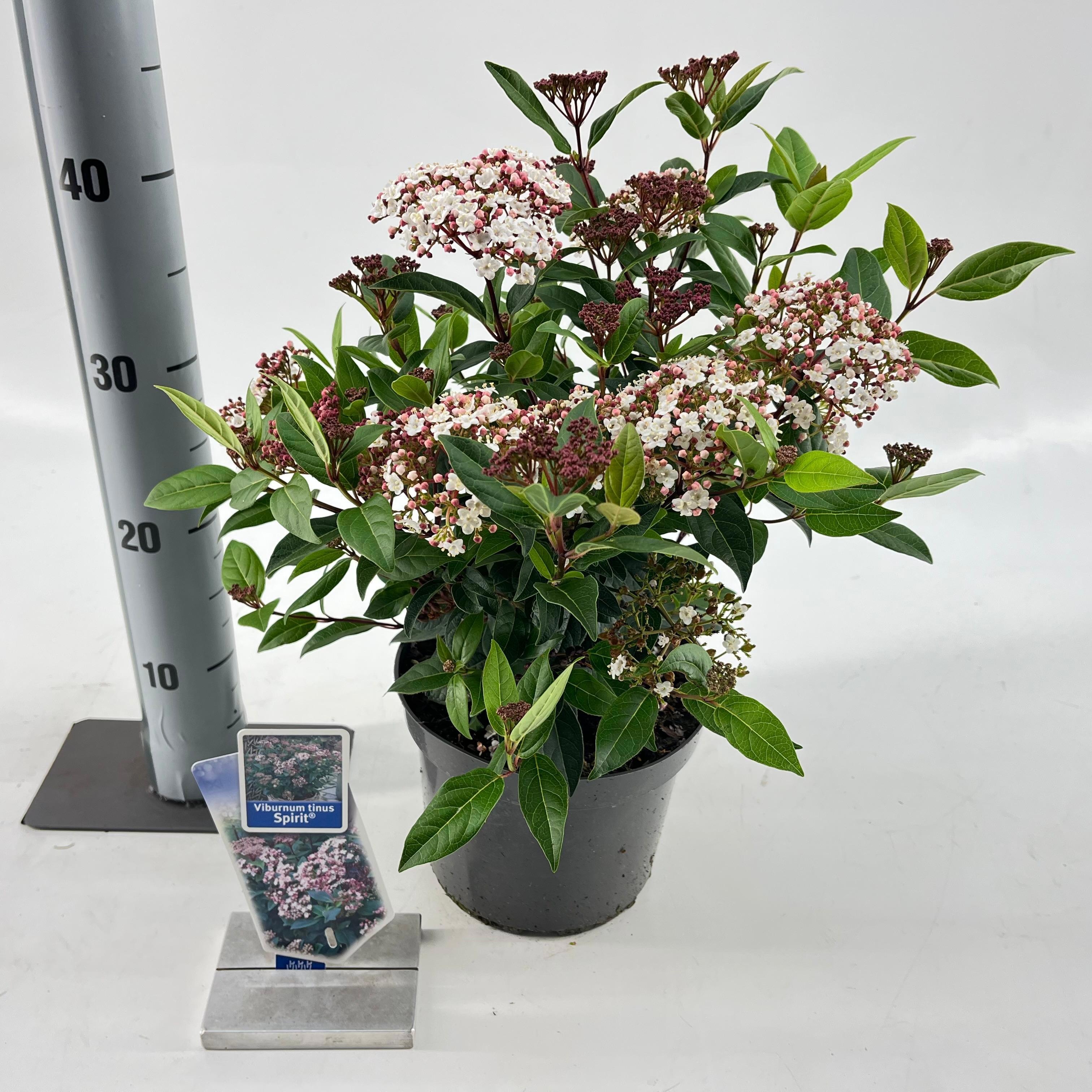 Viburnum tinus Spirit ('Anvi'PBR), D 19