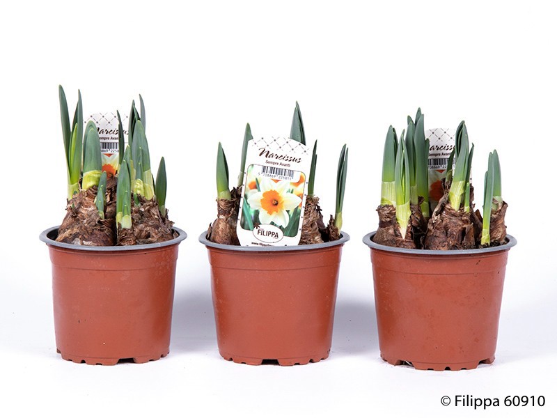 NARCISSUS INCOMPARABILIS 'Sempre Avanty', D 12