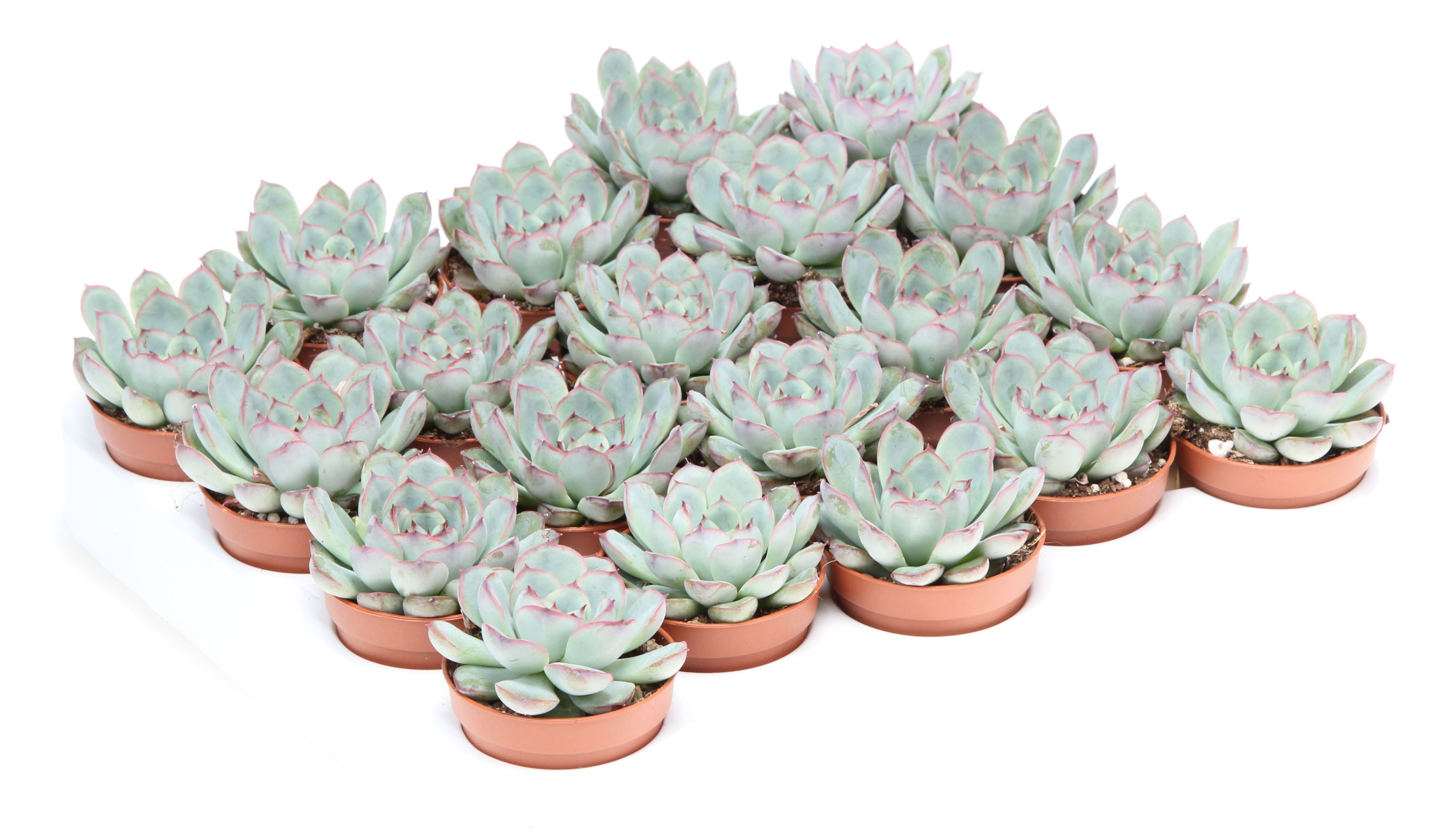 Echeveria pulidonis, D 5,5