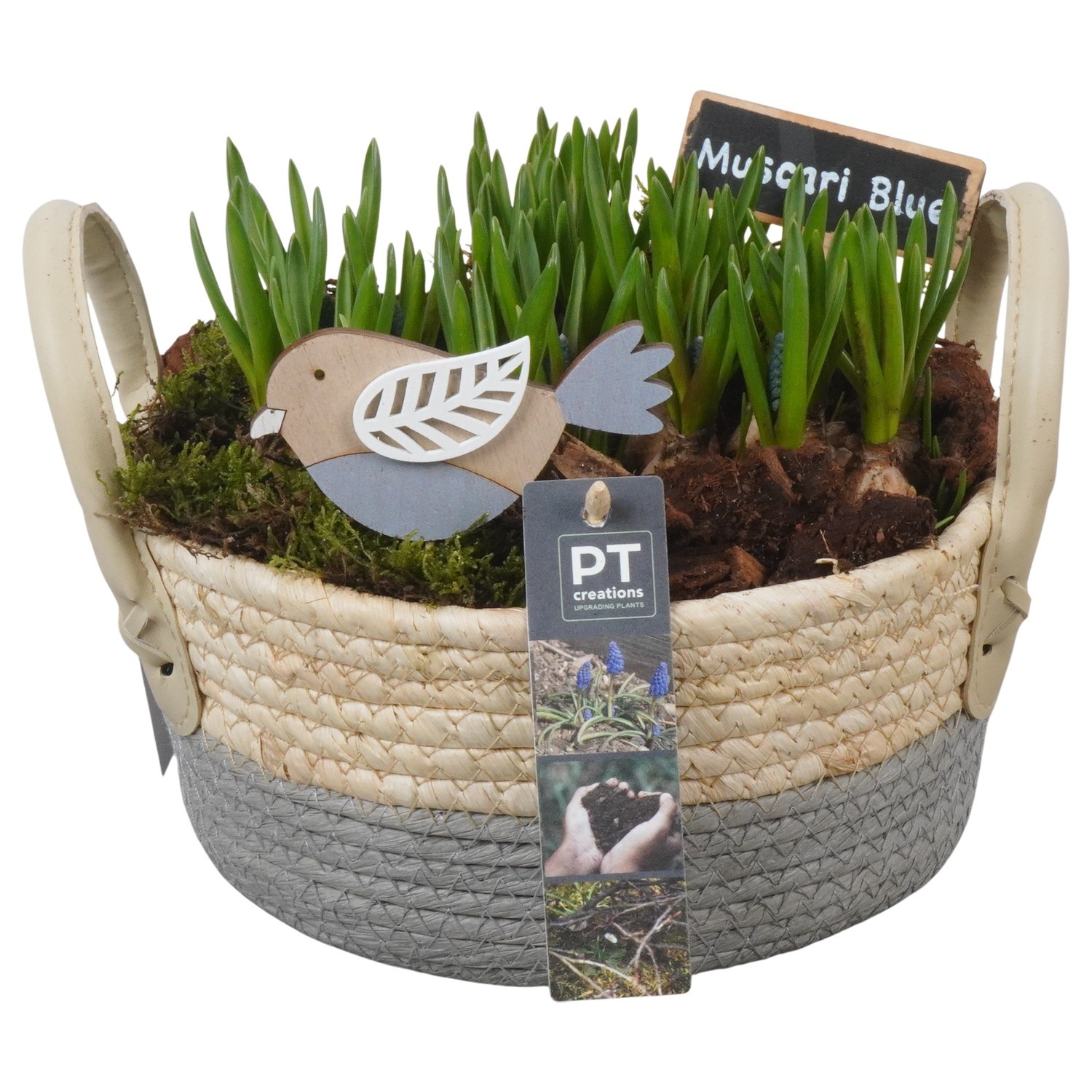 PTMB6212 Arrangement Muscari Blue in riet mand, D 21