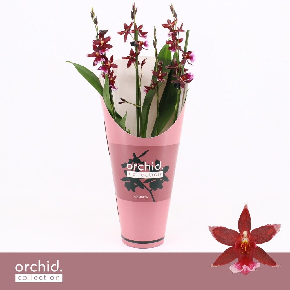 Barrocco Red 3/4-spike 'Orchid Collection' Potcover, D 12