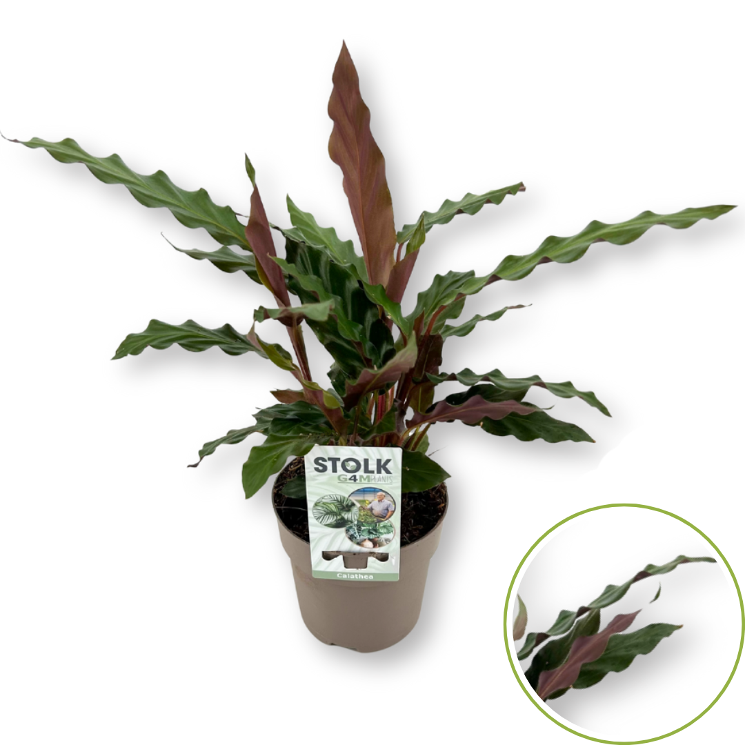 Calathea 12cm 'Rufibarba', D 12