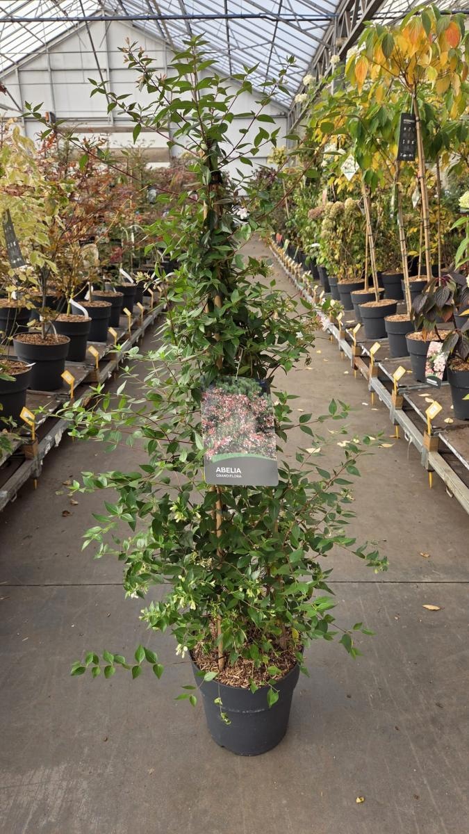 Abelia grandiflora, 3 stok, D 29