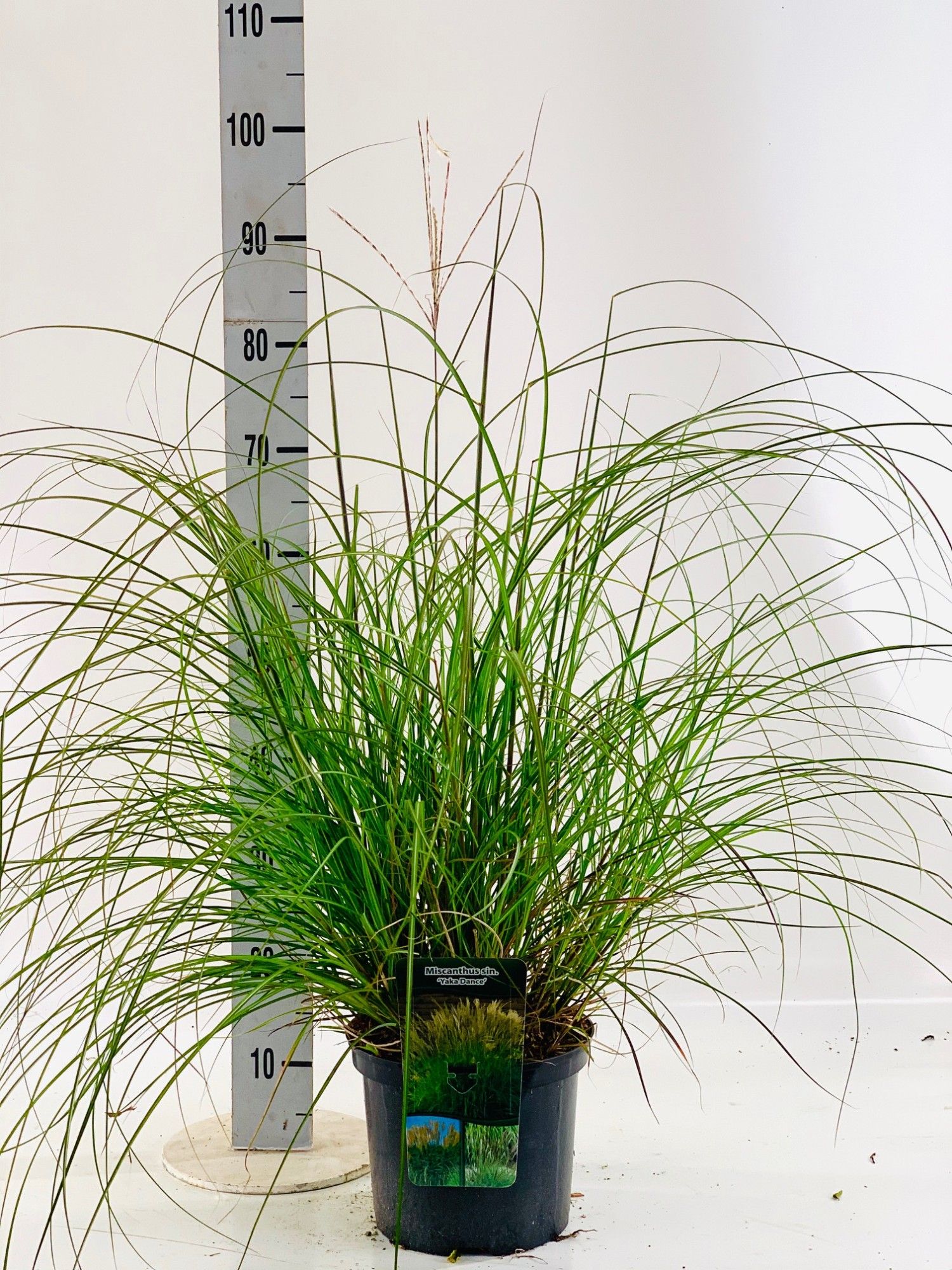 Miscanthus sin. 'Yaka Dance', D 23