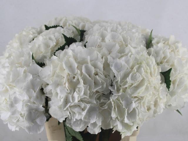 Гортензия Вайт Верена 60 (бел.), шт.