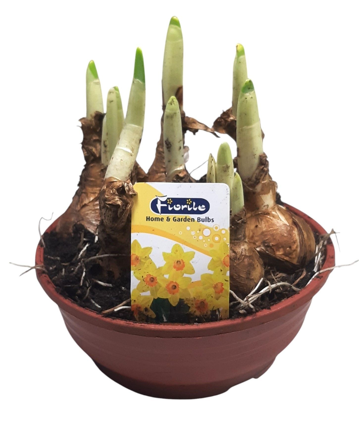 Narcis Red Devon, schaal 16 cm, D 16