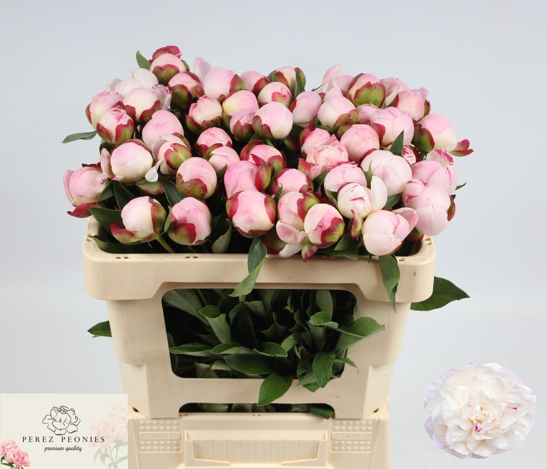 Пион Гардения 50 (светло-роз.), шт.