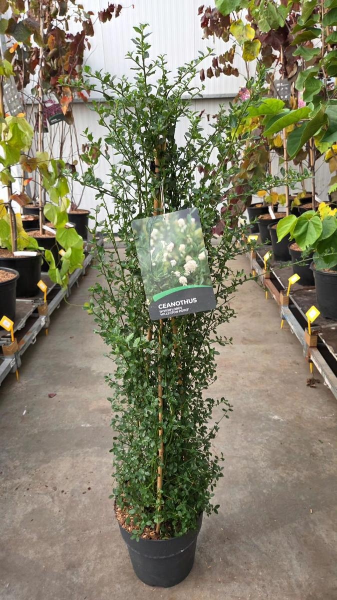 Ceanothus thyr. 'Millerton Point', 3 stok, D 29