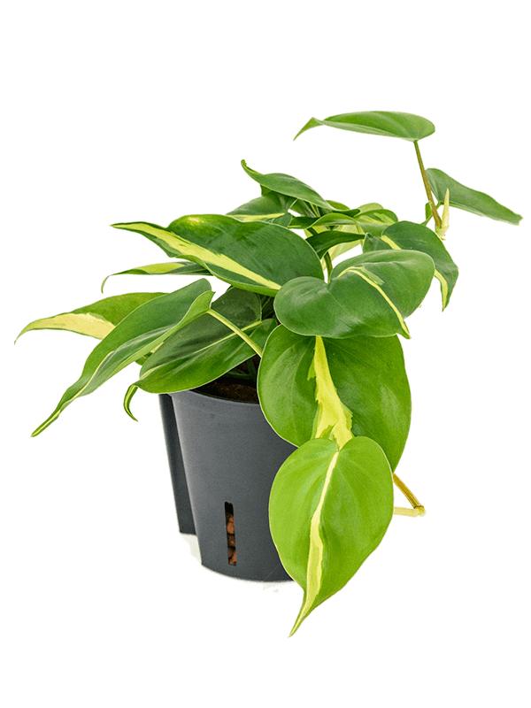 Philodendron scandens 'Brasil', D 13