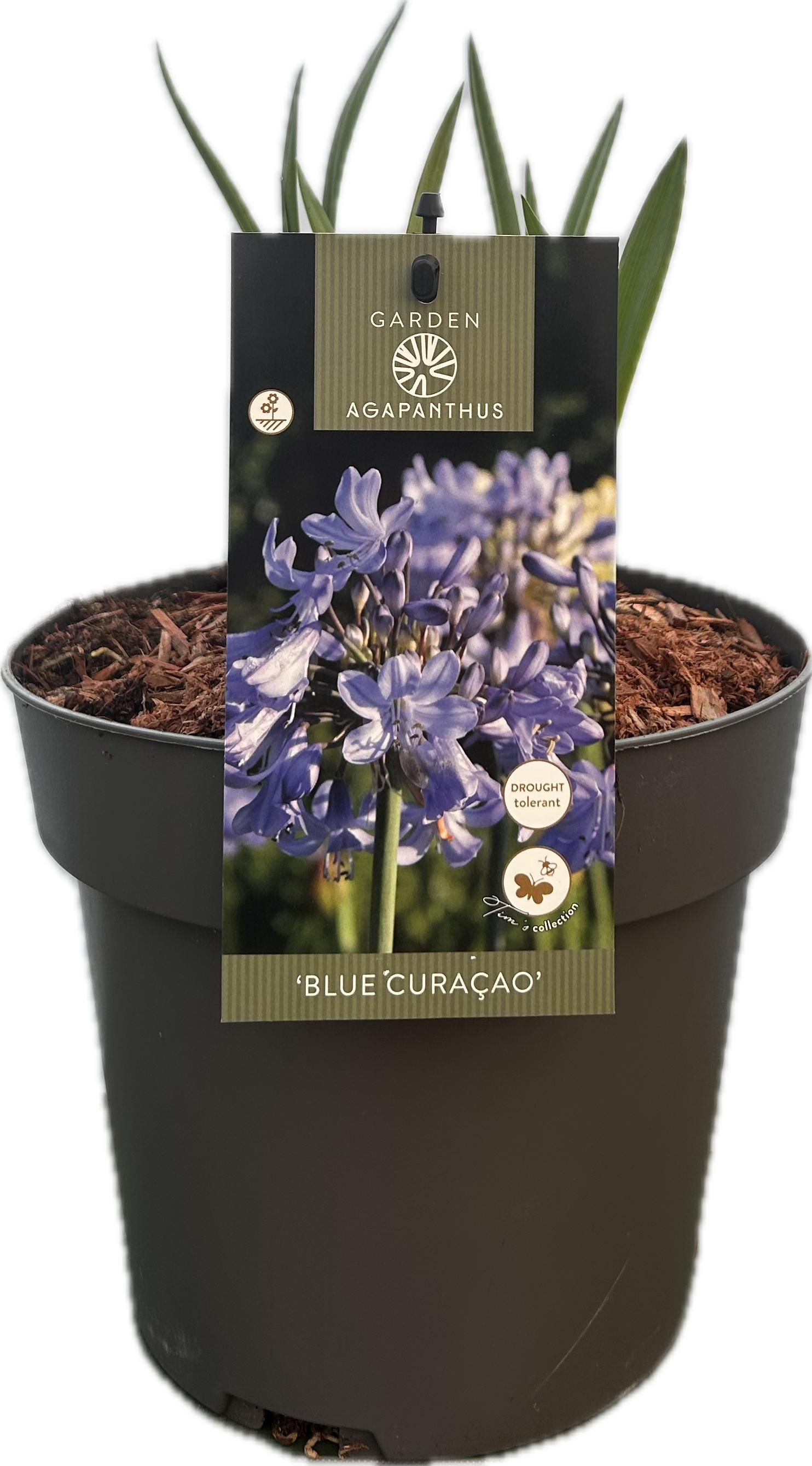 Agapanthus 'Blue Curaçao' P17 GARDEN, D 17