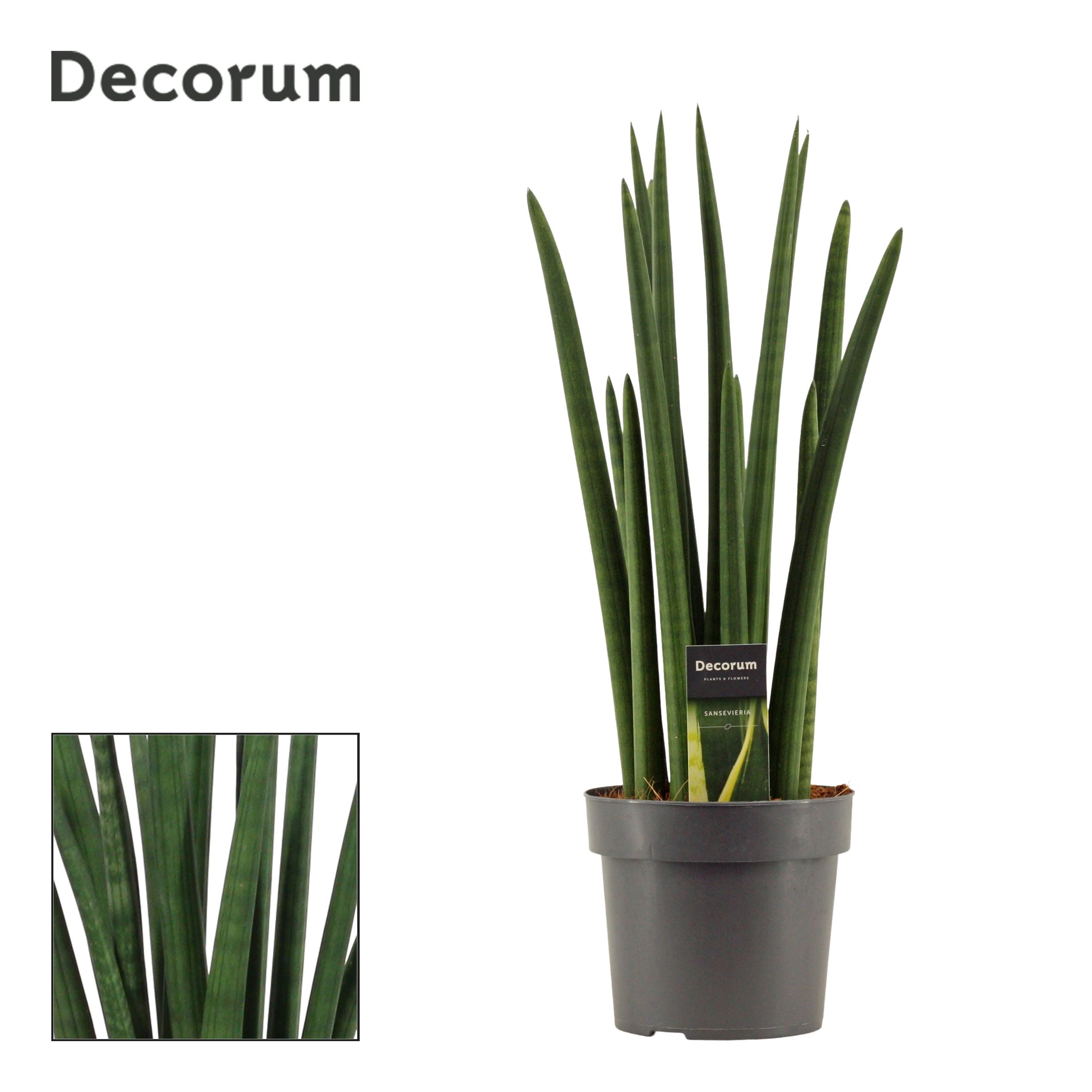 Sansevieria Cylindrica 17 cm Rocket (Decorum), D 17