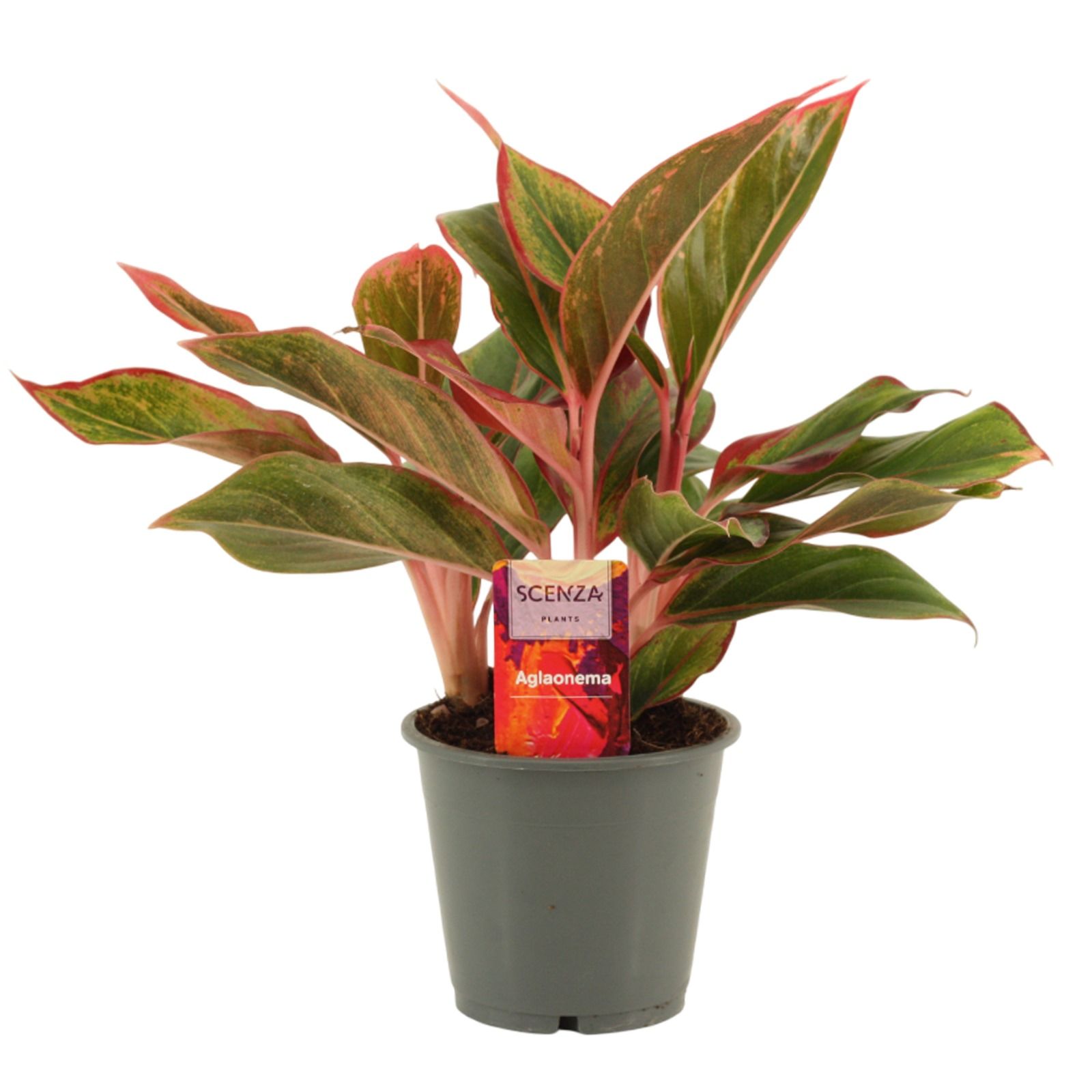 Aglaonema Crete 12 cm, D 12