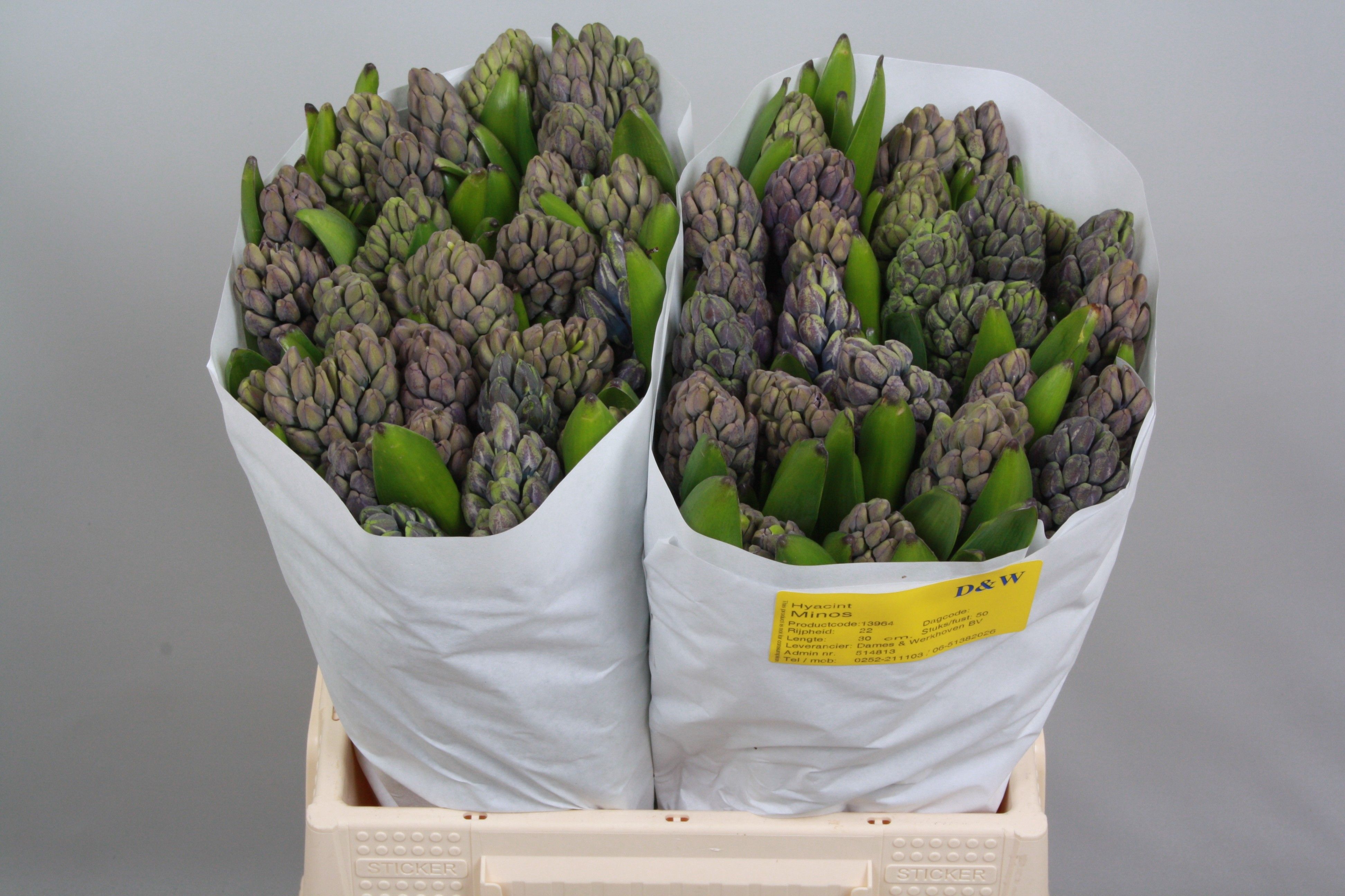 Гиацинт Минос (голуб.), шт.