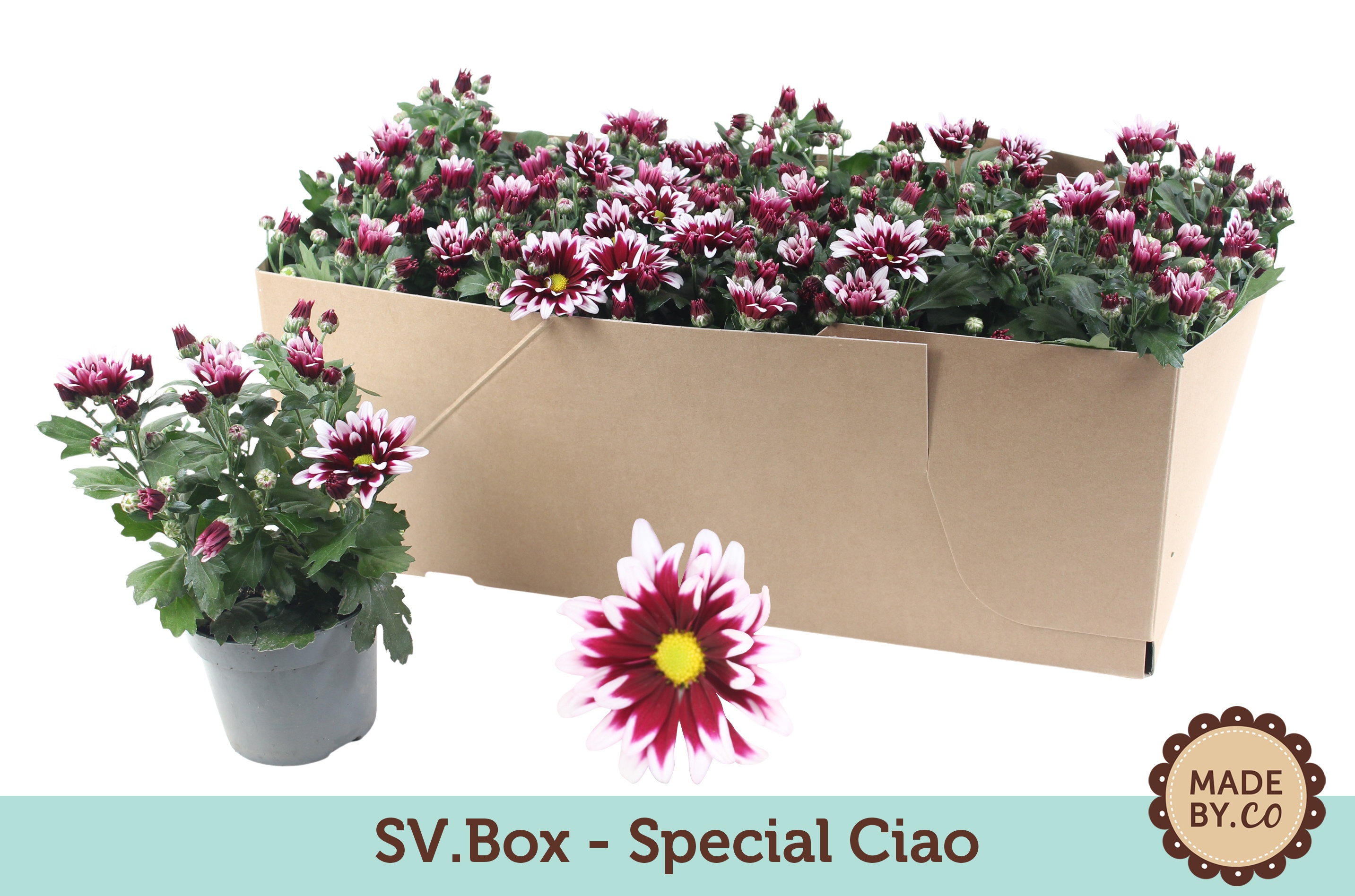 Chrysant Special Ciao in SV.Box, D 12
